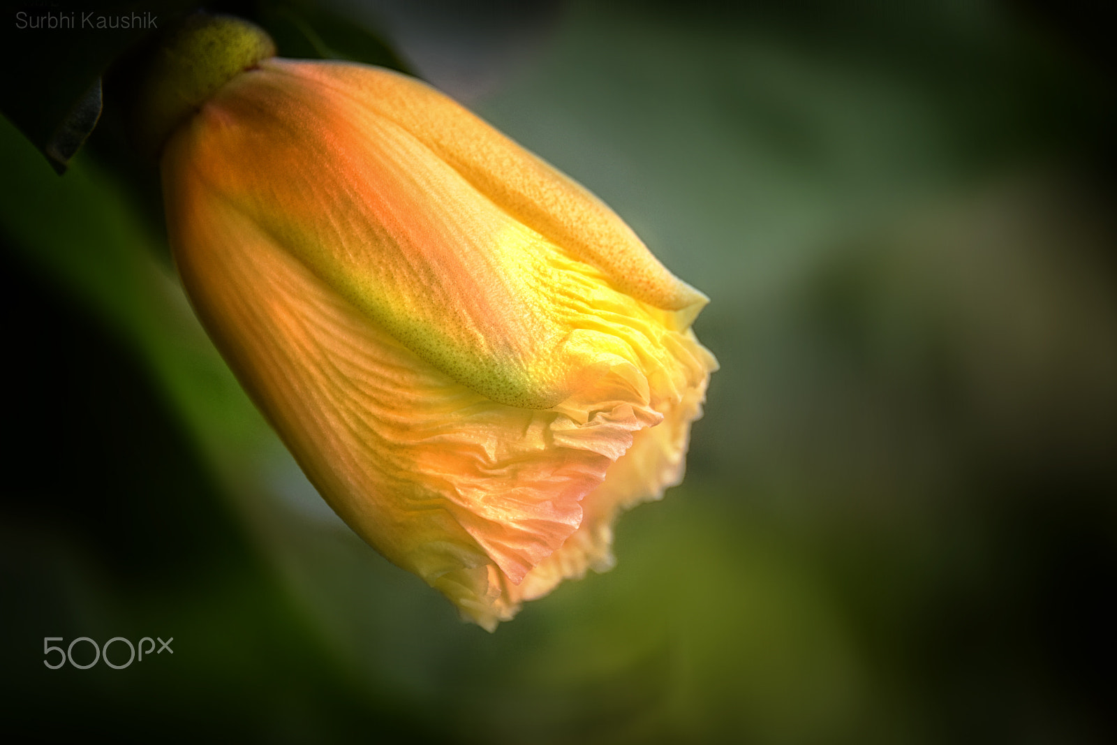 Nikon D5300 + Nikon AF-S Nikkor 28-300mm F3.5-5.6G ED VR sample photo. Yellow for happiness :) photography