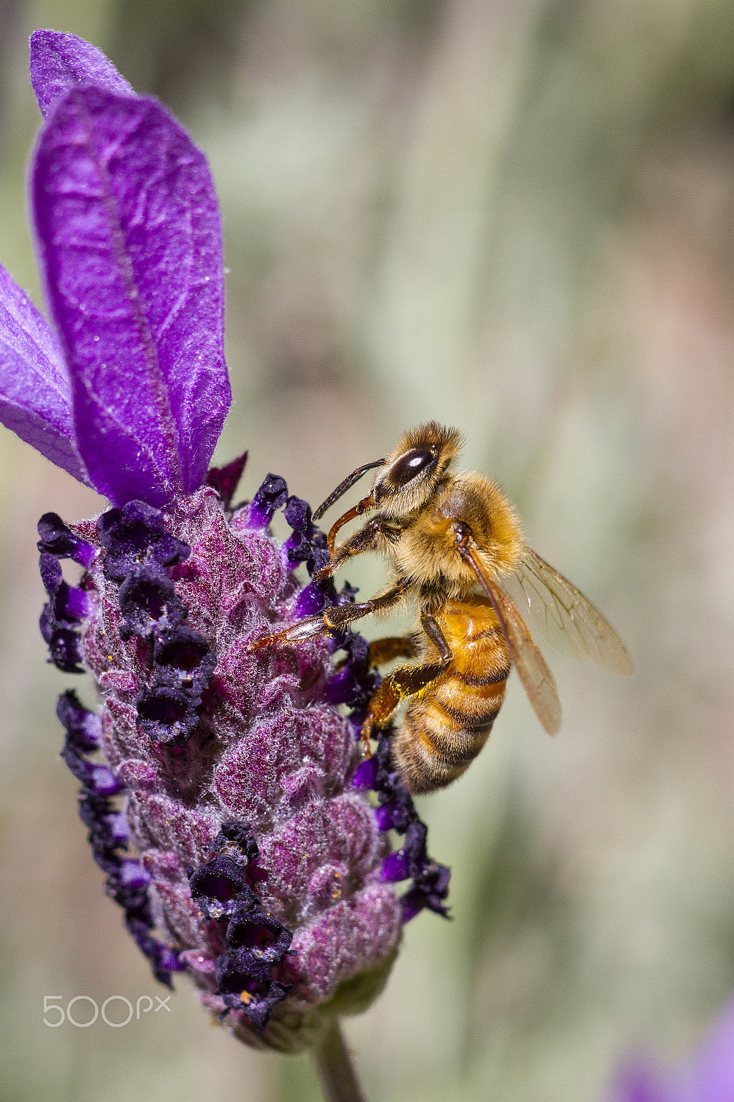 Canon EOS 7D + Canon EF 100mm F2.8 Macro USM sample photo. Honey bee feeding photography