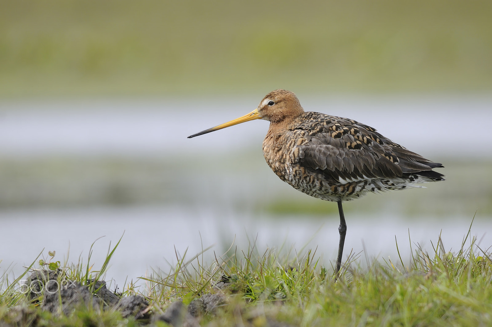 Sigma 150-500mm F5-6.3 DG OS HSM sample photo. Black-tailed godwit photography
