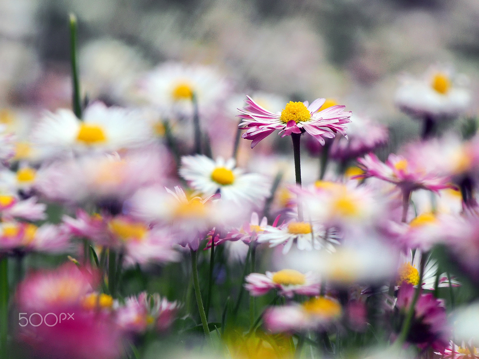 Olympus PEN E-PL5 sample photo. Daisy mania photography
