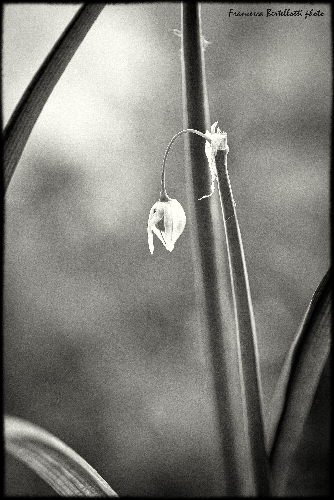 Nikon D600 sample photo. Mr grey photography