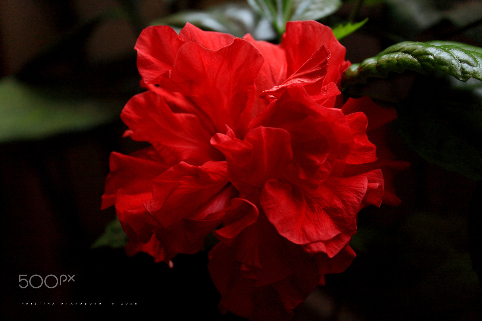 Canon EF-S 18-55mm F3.5-5.6 IS sample photo. Hibiscus rosa-sinensis... photography