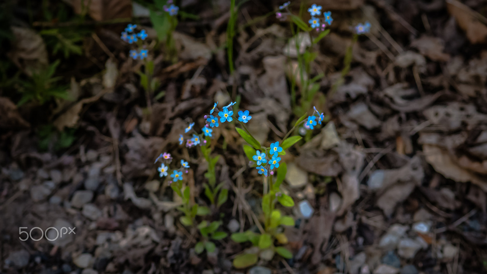 Nikon D600 + AF Nikkor 70-210mm f/4-5.6 sample photo. Wild nature photography