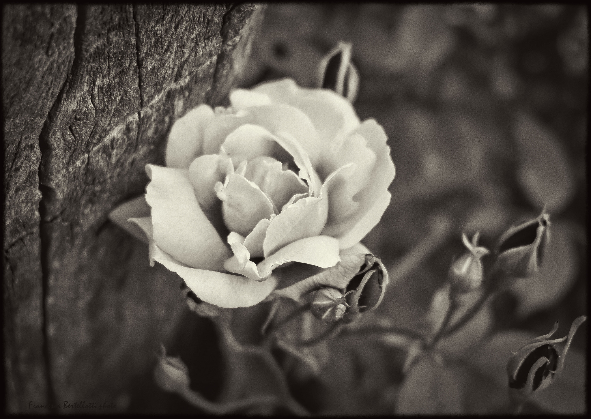 Fujifilm X-M1 + Fujifilm XC 16-50mm F3.5-5.6 OIS II sample photo. A grey rose.... photography