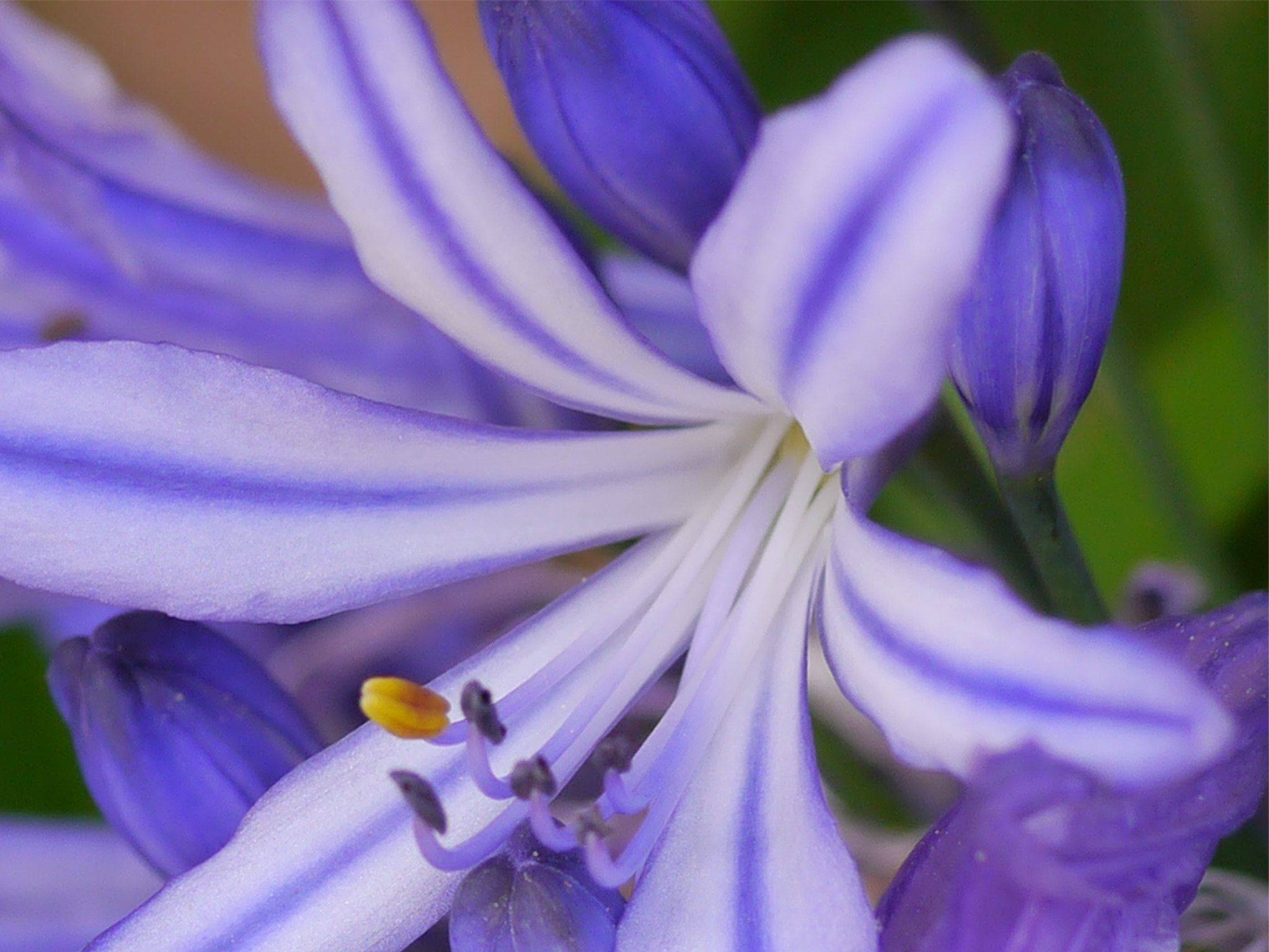 Panasonic Lumix G Macro 30mm F2.8 ASPH Mega OIS sample photo