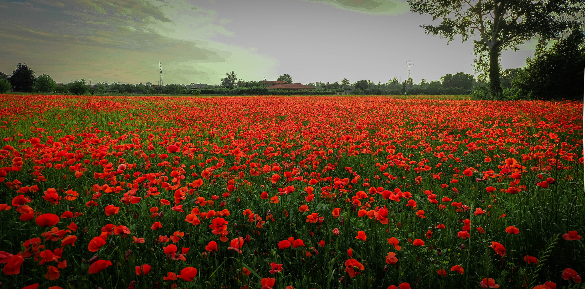Fujifilm X-M1 + Fujifilm XC 16-50mm F3.5-5.6 OIS II sample photo. Poppy field 1 photography