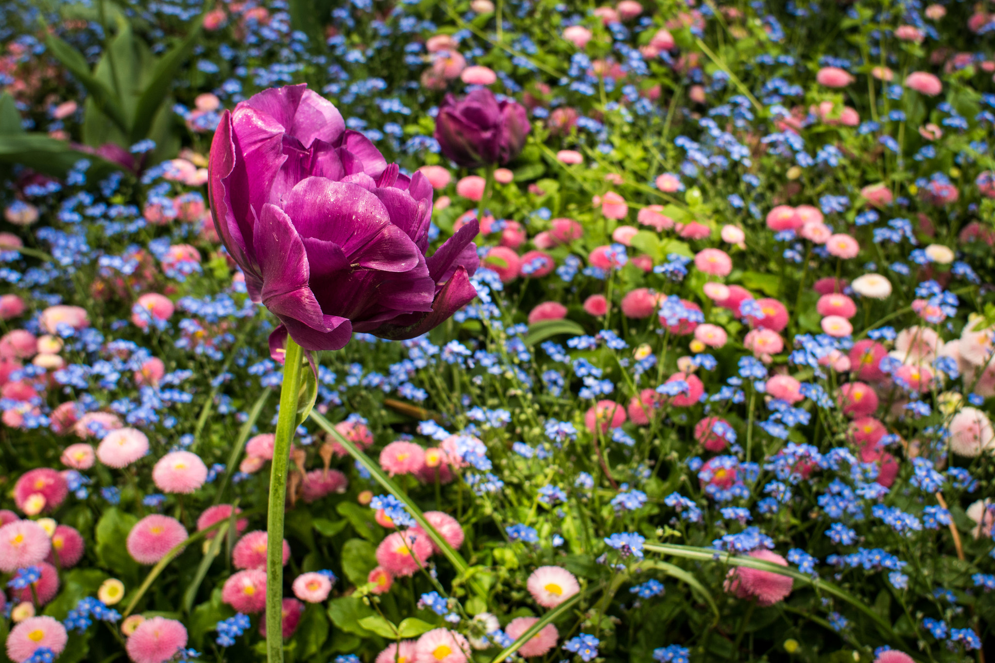 Sony ILCA-77M2 + Minolta AF 24mm F2.8 sample photo. Purple tulip photography
