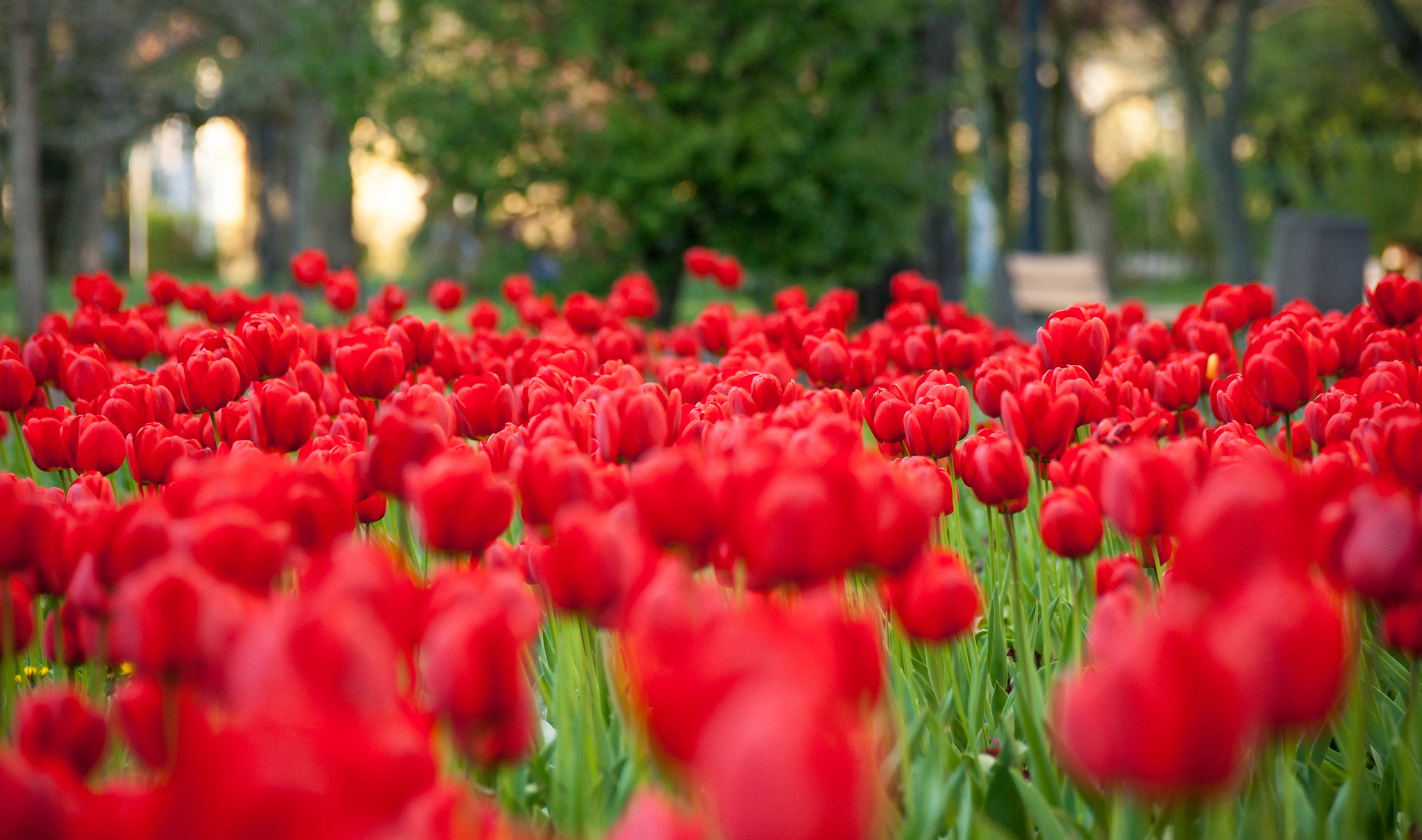 Sony Alpha DSLR-A390 sample photo. Tulips photography