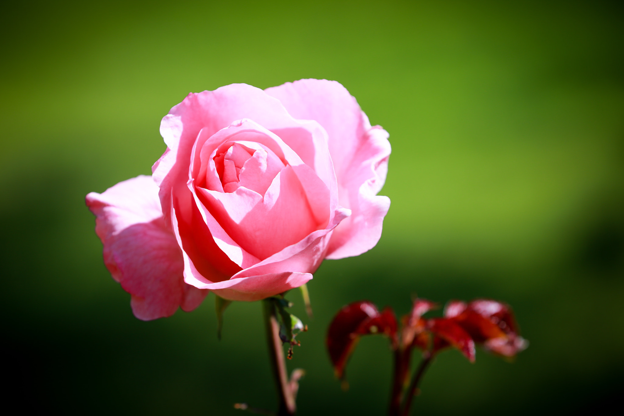 Canon EF 70-200mm F2.8L IS II USM sample photo. Pink photography