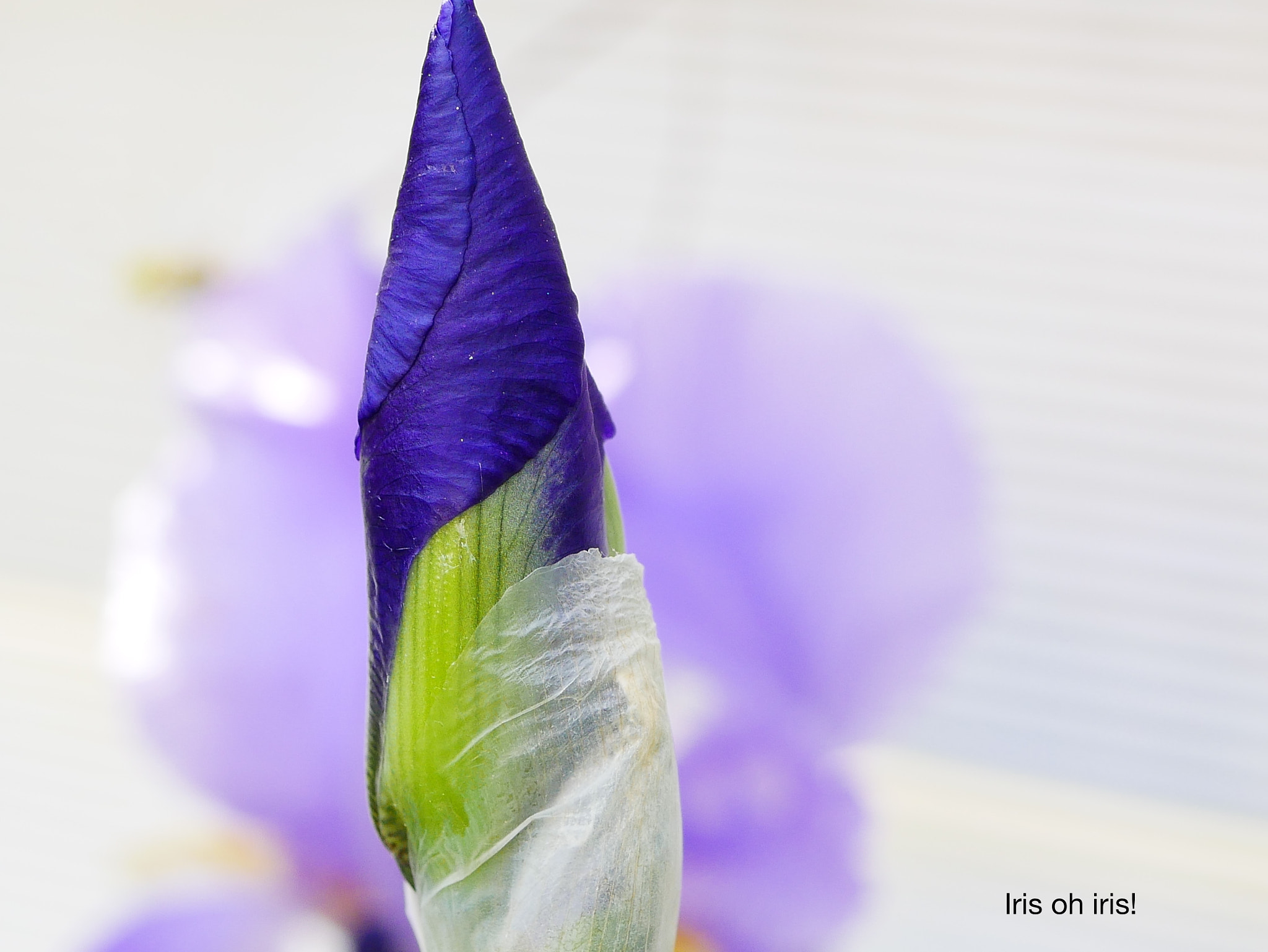 Panasonic DMC-G70 + Panasonic Lumix G Macro 30mm F2.8 ASPH Mega OIS sample photo. Iris oh iris! photography