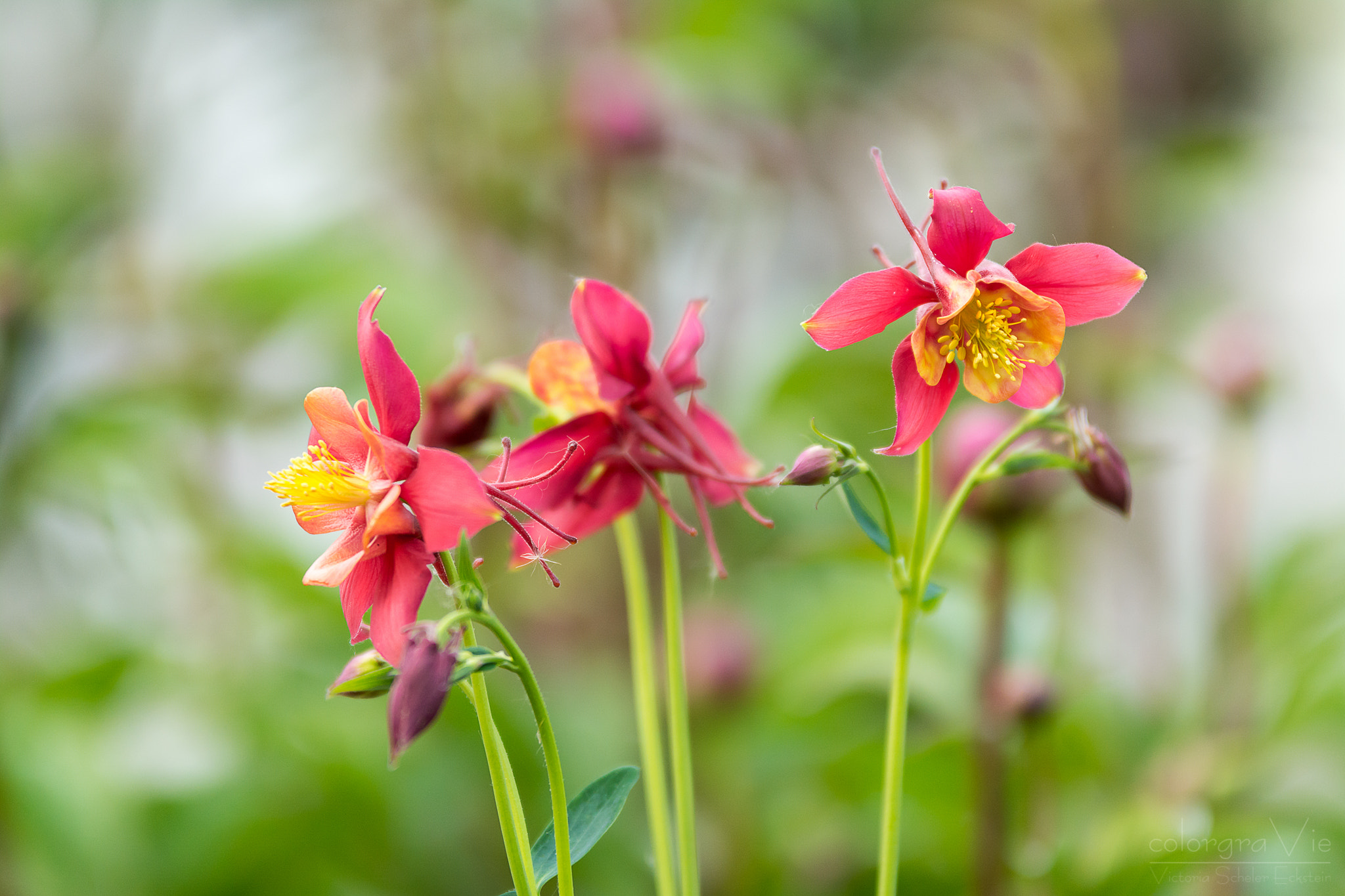 Sigma 70-200mm F2.8 EX DG OS HSM sample photo. Columbine photography