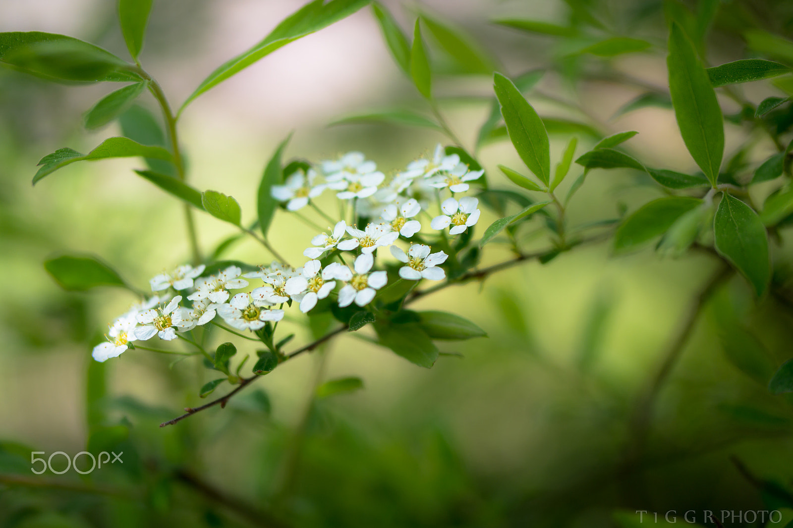 Samsung NX 60mm F2.8 Macro ED OIS SSA sample photo. Finally photography