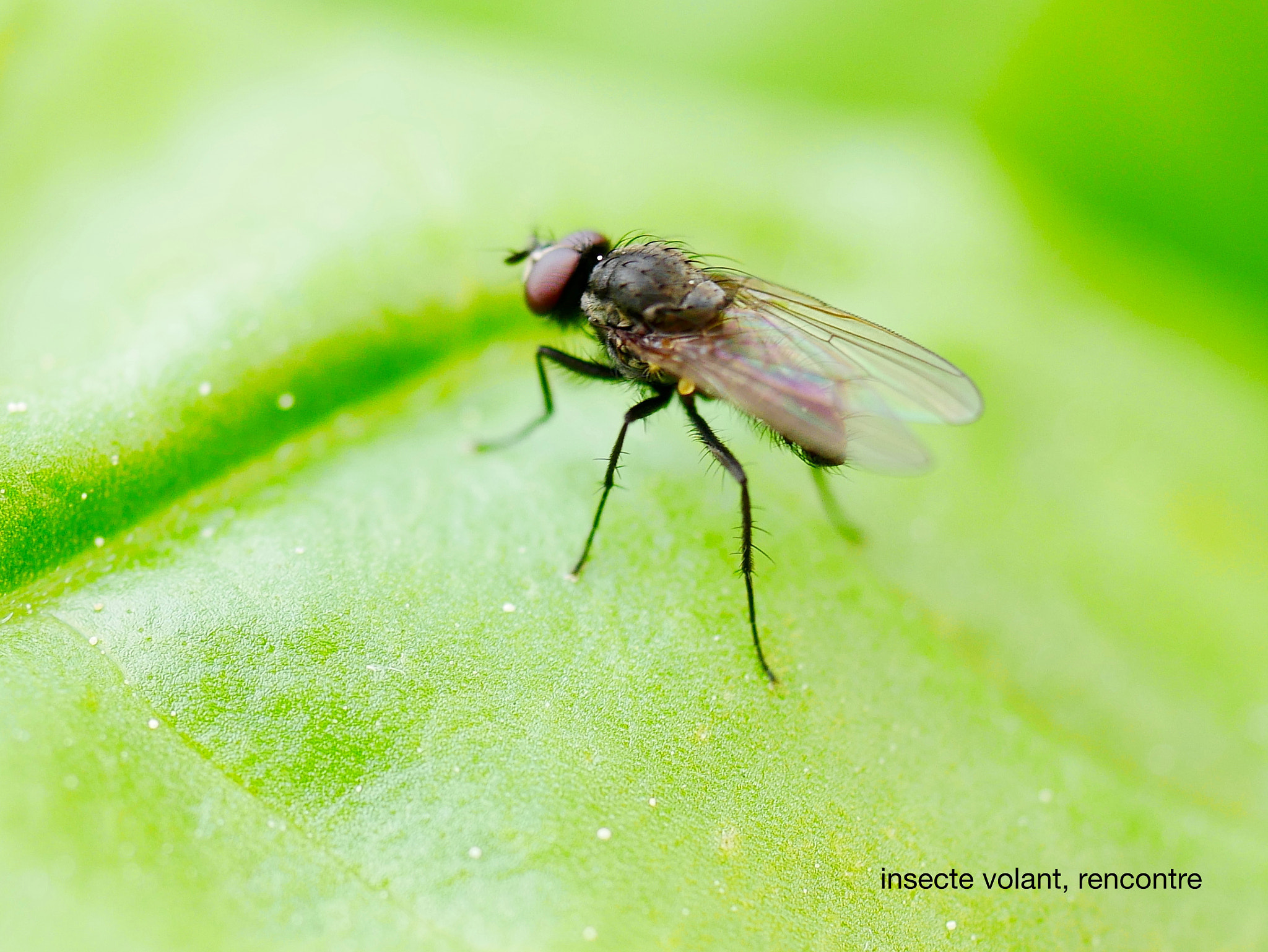 Panasonic DMC-G70 + Panasonic Lumix G Macro 30mm F2.8 ASPH Mega OIS sample photo. Insecte volant photography