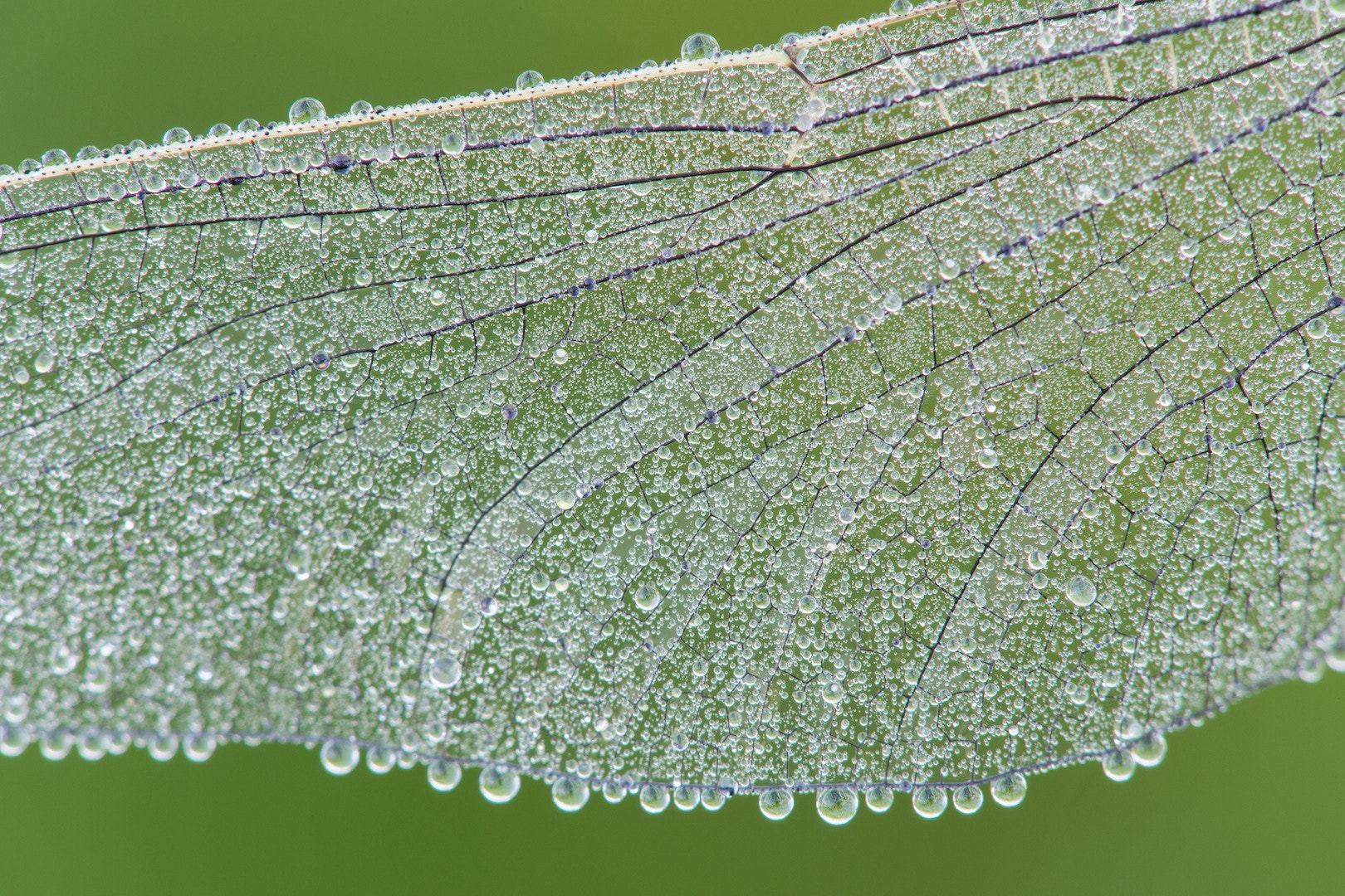 Tamron SP AF 180mm F3.5 Di LD (IF) Macro sample photo. Wing of dragonfly photography