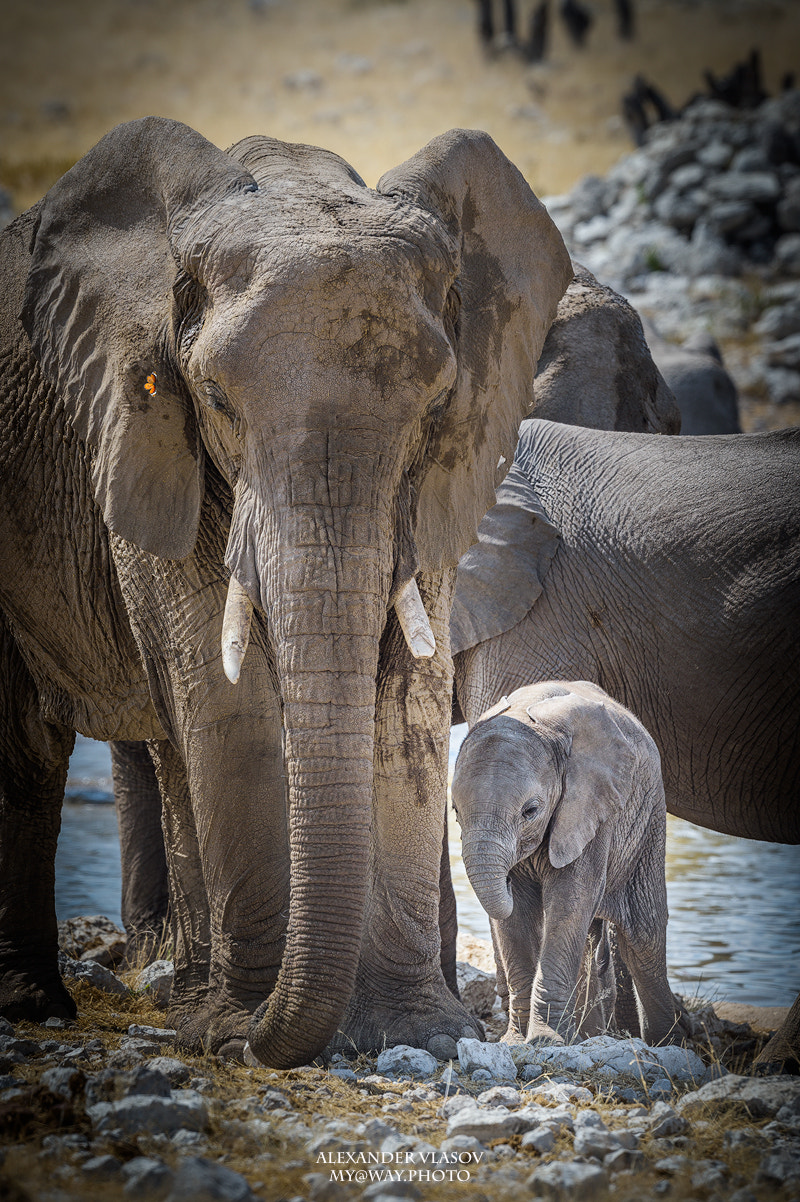 Nikon AF-S Nikkor 500mm F4E FL ED VR sample photo. Mother and a calf. ellies photography