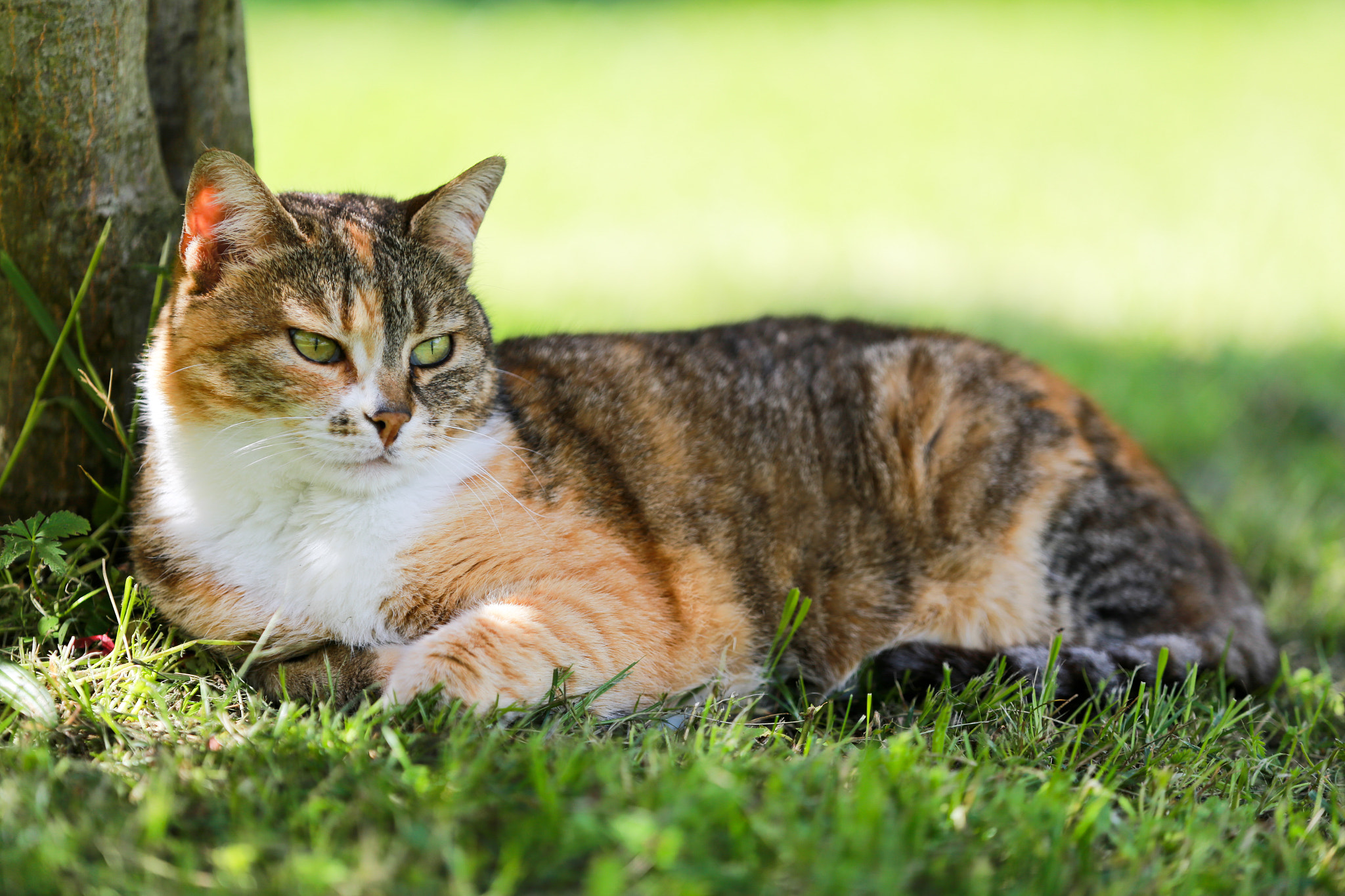 Canon EF 70-200mm F2.8L IS II USM sample photo. Sabbietta photography