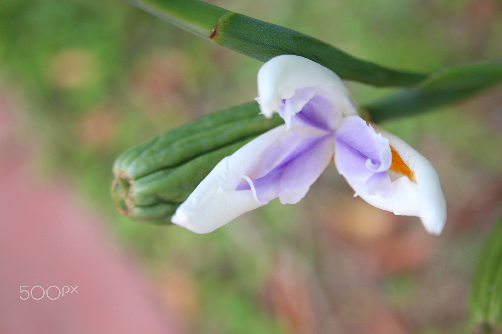 Canon EF-S 18-55mm F3.5-5.6 sample photo. Iris flower photography