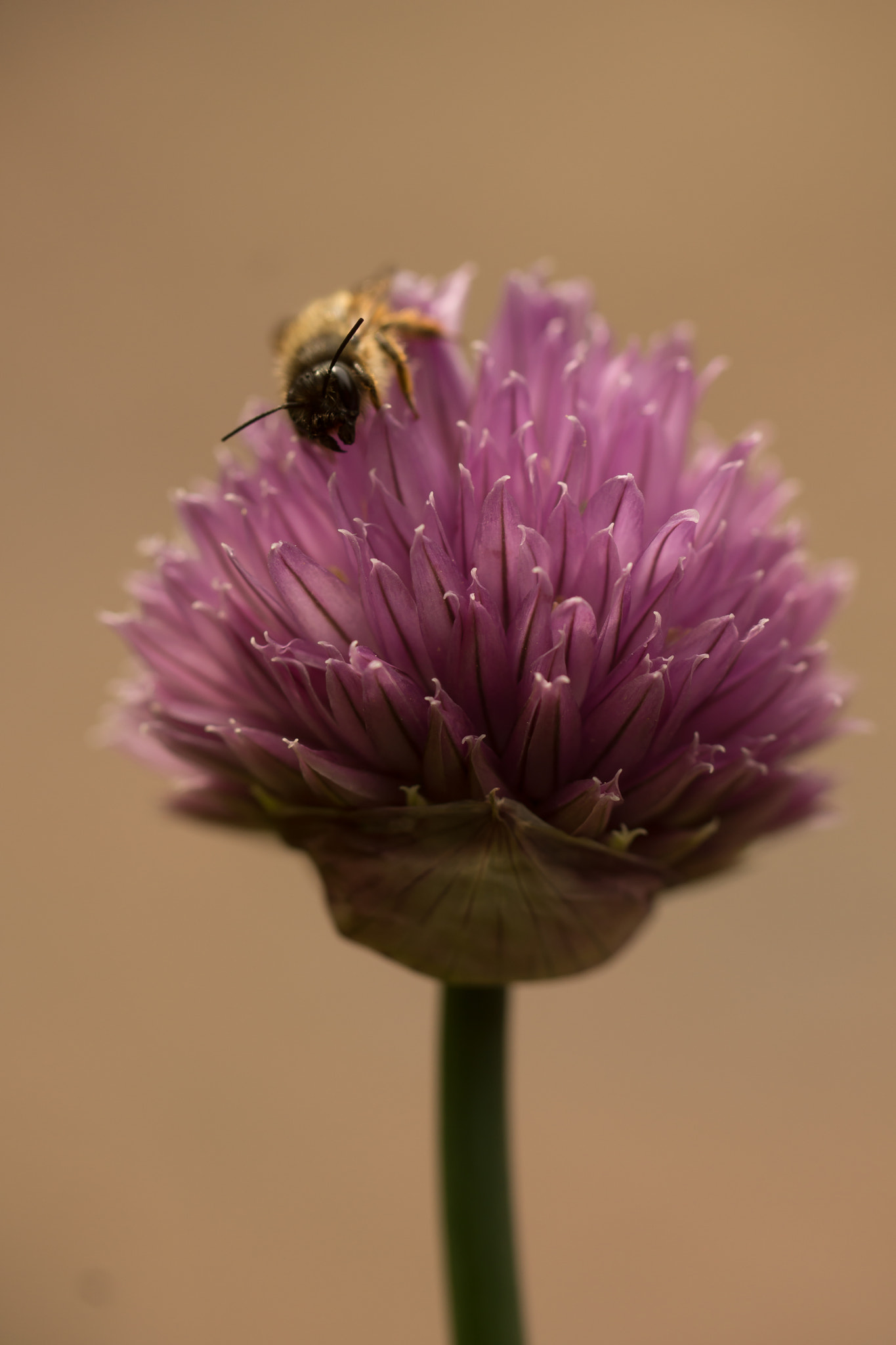 Sony SLT-A65 (SLT-A65V) sample photo. Bij photography