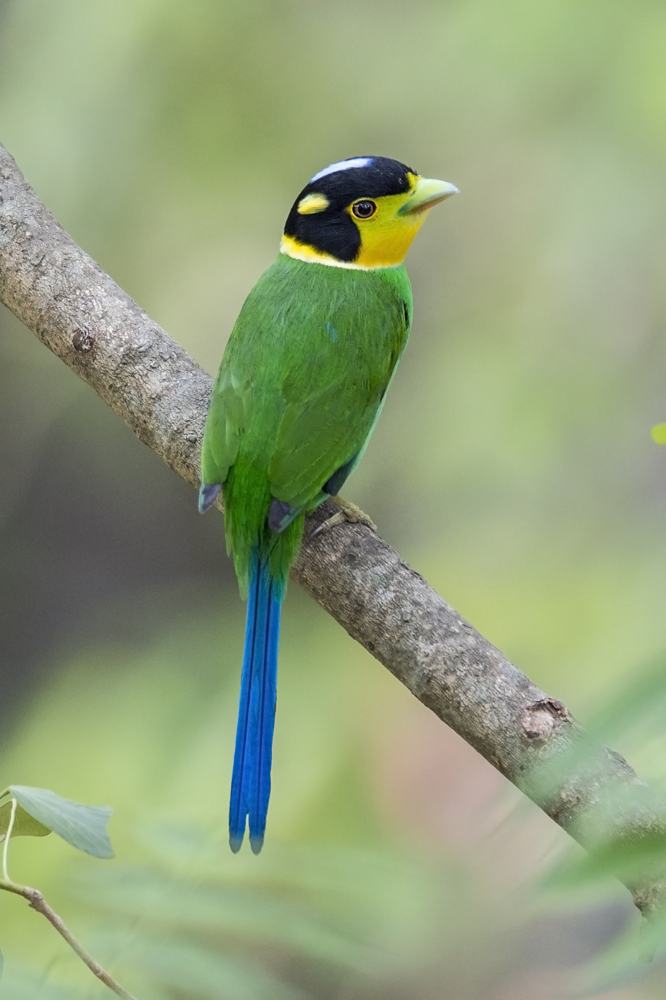 Nikon AF-S Nikkor 600mm F4E FL ED VR sample photo. Long tailed broadbill  sattal,uttarakhand  4/5/201 photography