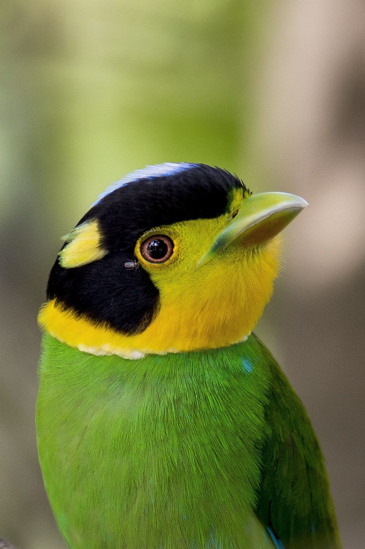 Nikon AF-S Nikkor 600mm F4E FL ED VR sample photo. Long tailed broadbill  sattal,uttarakhand  4/5/201 photography