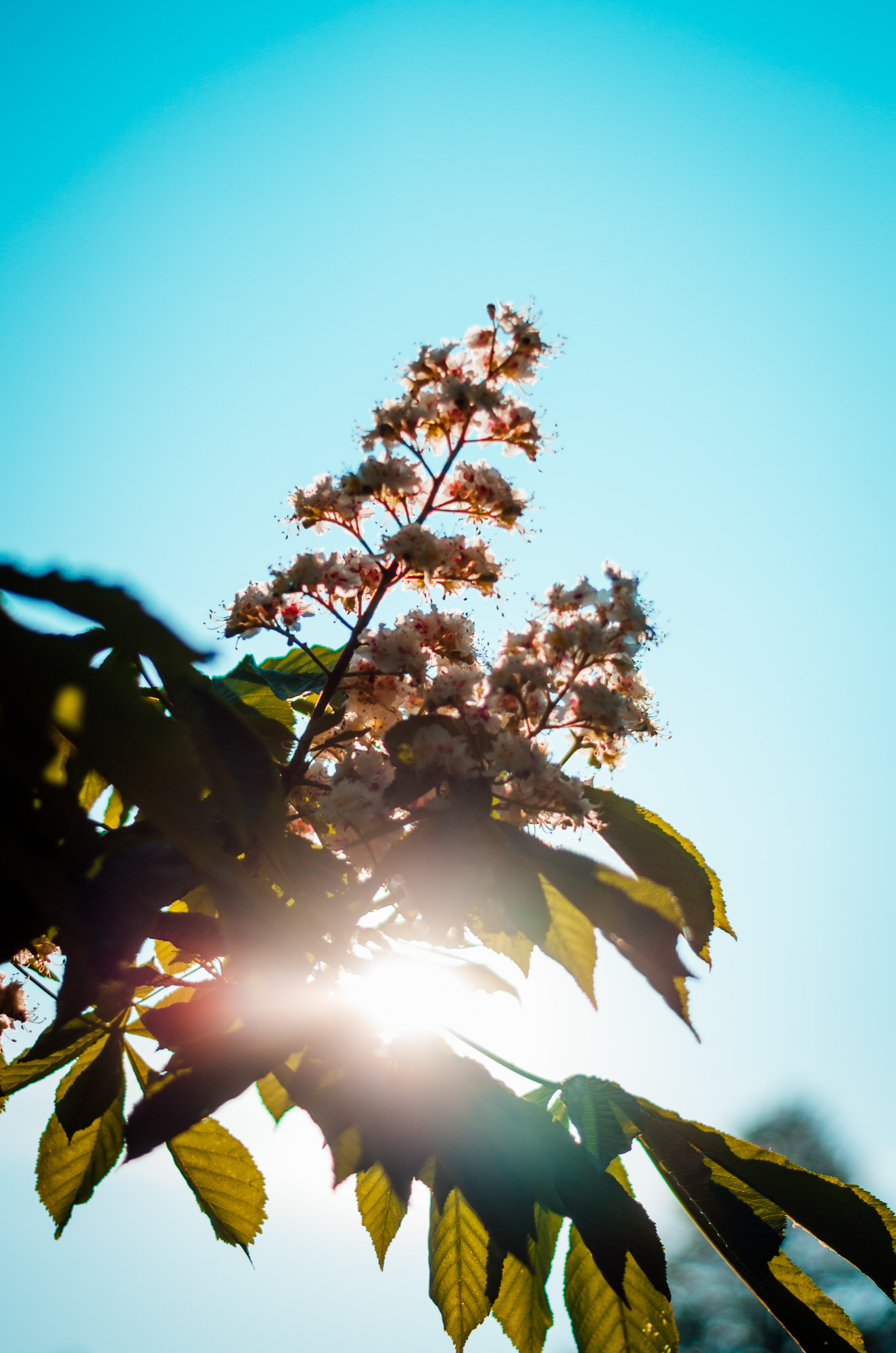 Pentax K-5 II + Pentax smc DA 50mm F1.8 sample photo. A glimpse of summer photography