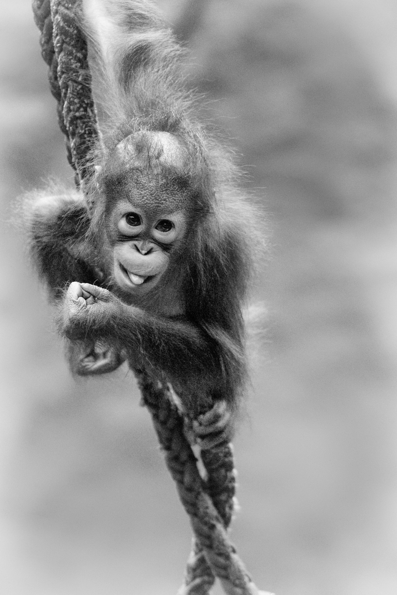 Canon EF 200mm f/2.8L sample photo. Naughty orang photography