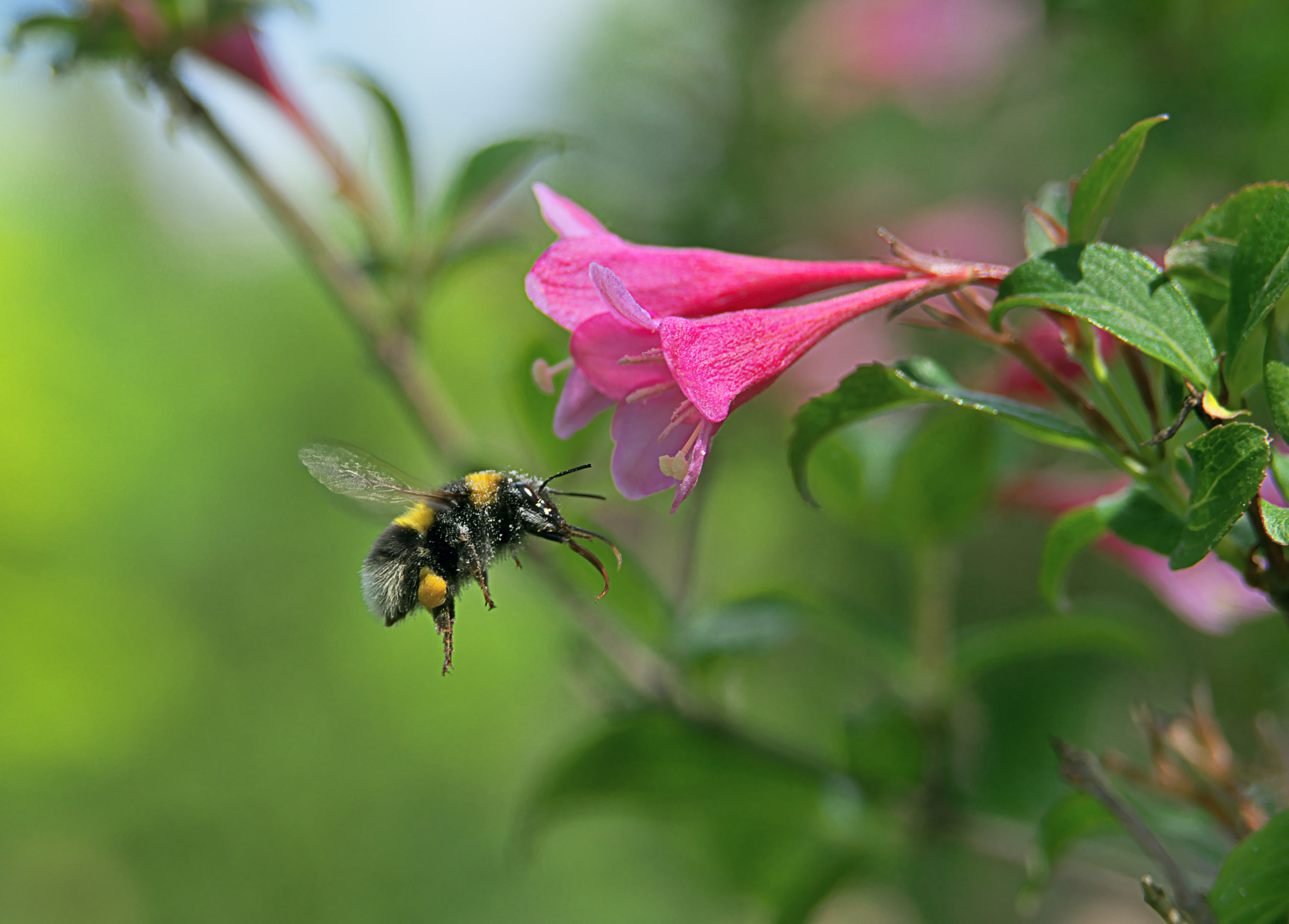 Nikon D800E sample photo. Flight of the bumblebee photography