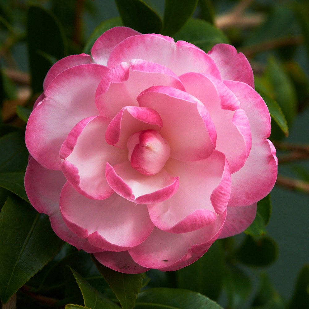 Fujifilm X-Pro2 + Fujifilm XF 60mm F2.4 R Macro sample photo. Camellia mine photography
