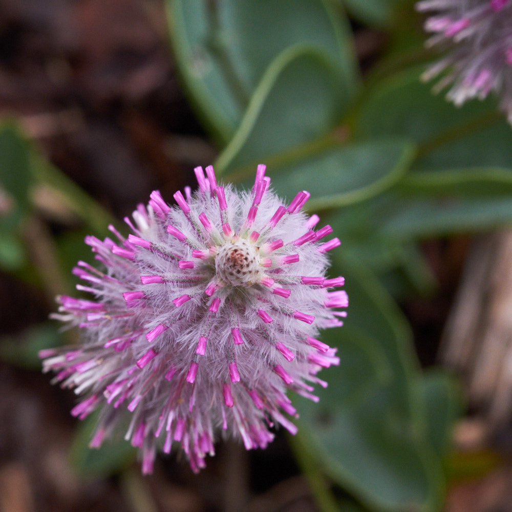 Fujifilm X-Pro2 + Fujifilm XF 60mm F2.4 R Macro sample photo. Mauve joey photography