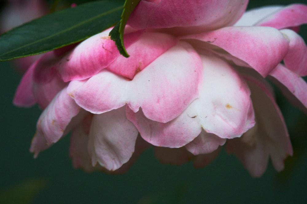 Fujifilm X-Pro2 + Fujifilm XF 60mm F2.4 R Macro sample photo. Camellia side photography