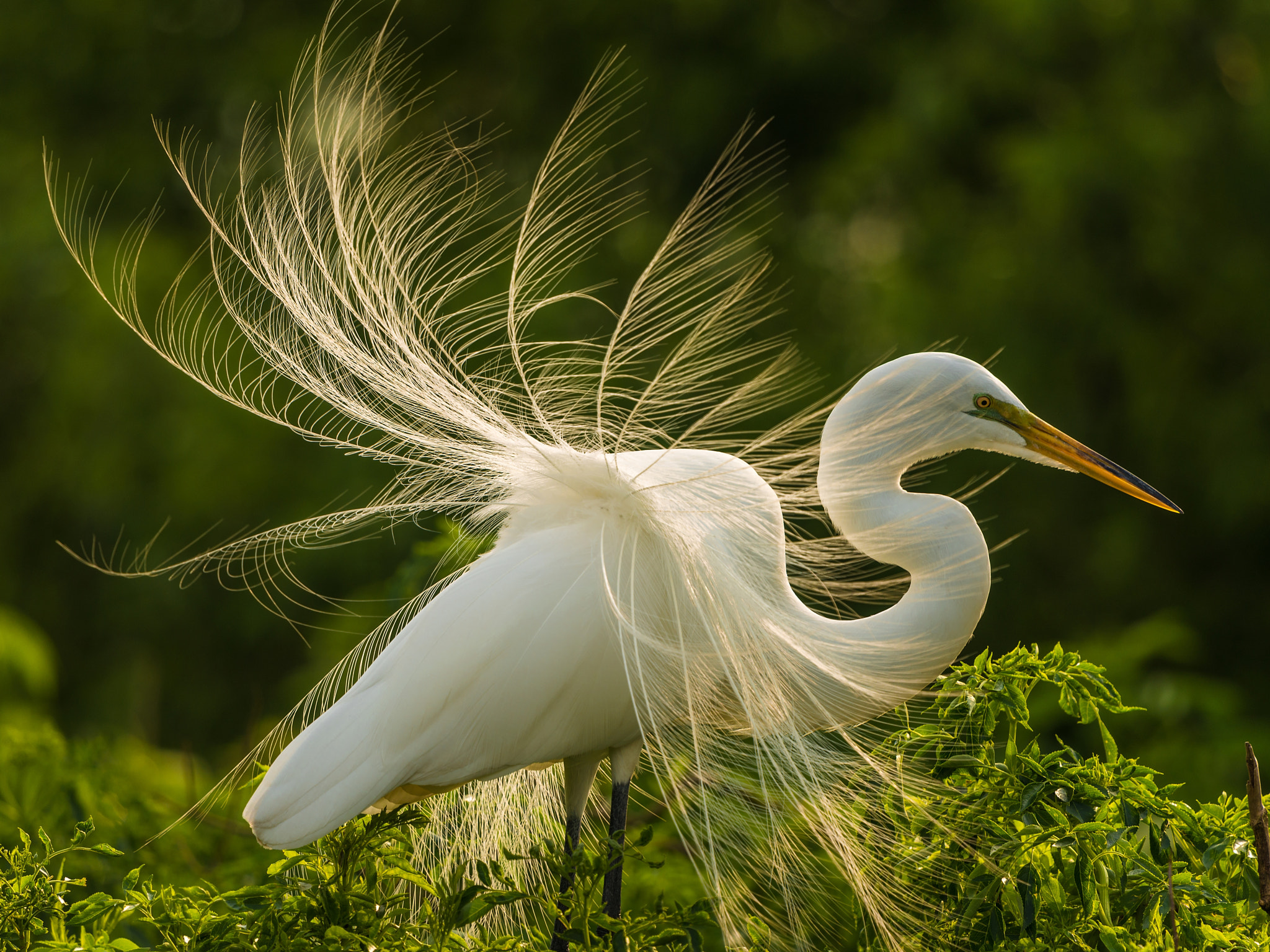 Nikon Nikkor AF-S 300mm F4E PF ED VR sample photo. Great egret in breeding plumage. photography