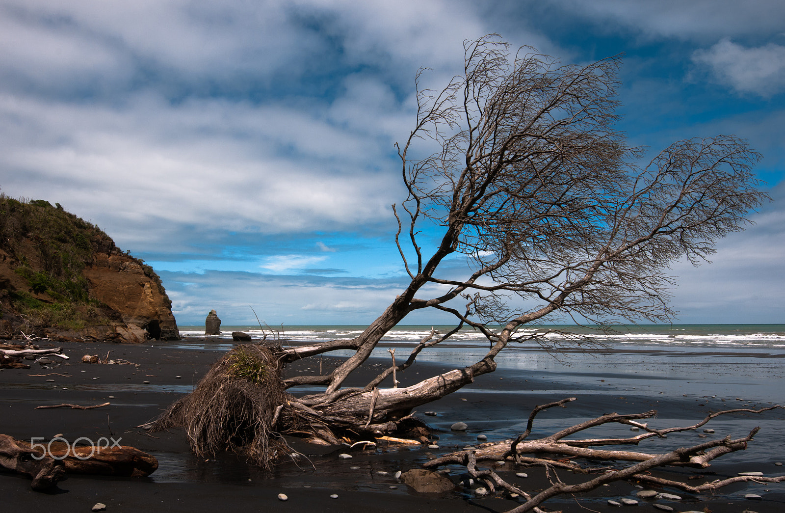 Nikon AF-S Nikkor 16-35mm F4G ED VR sample photo. Tree fall down on the beach photography