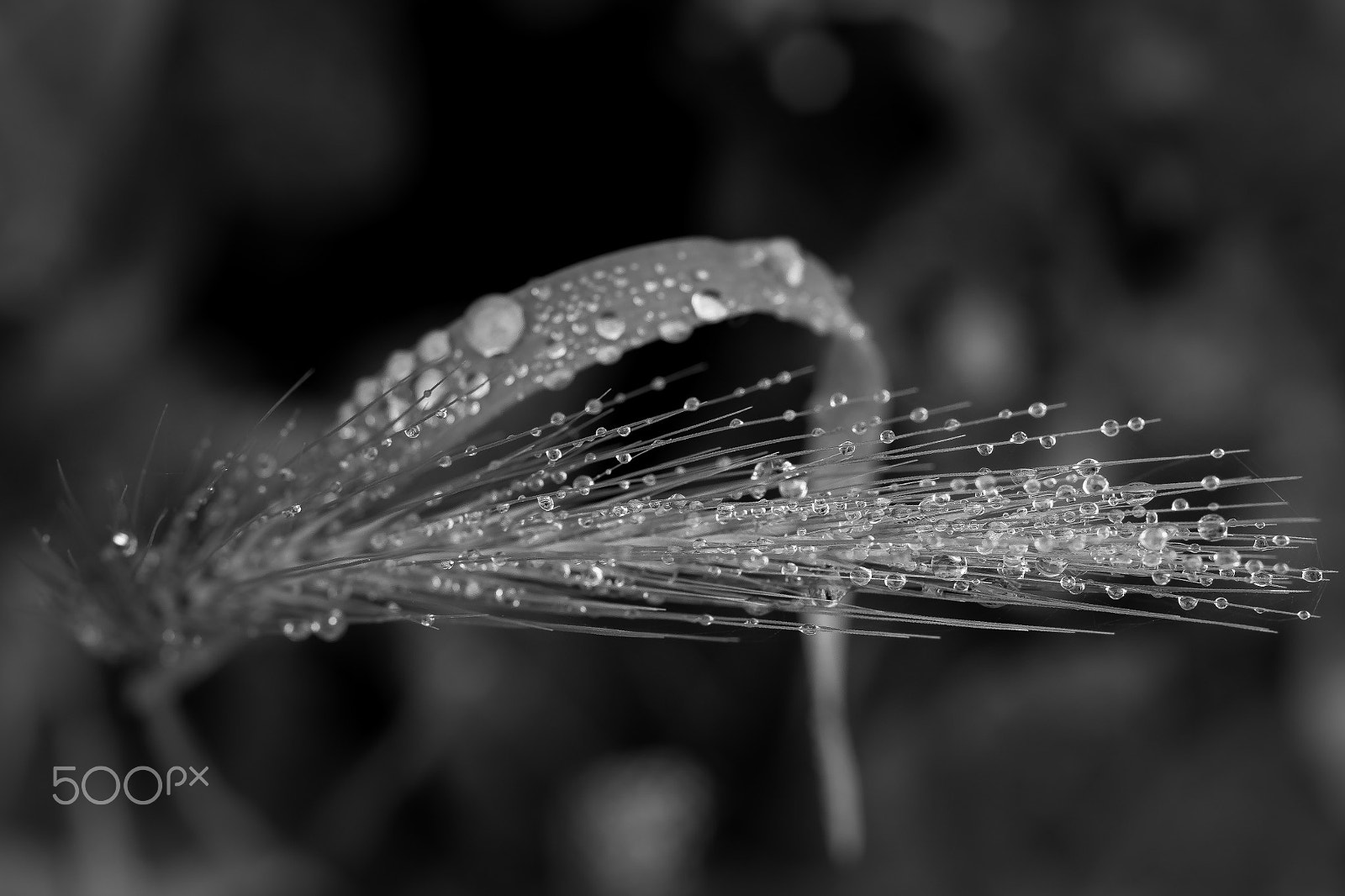 Pentax smc D-FA 50mm F2.8 Macro sample photo. Pearls skewers photography