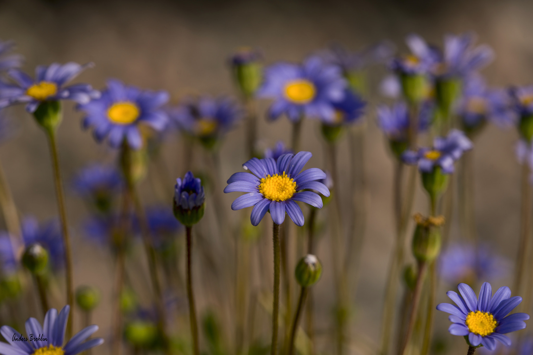 Tamron SP AF 180mm F3.5 Di LD (IF) Macro sample photo. Litte blue flower photography