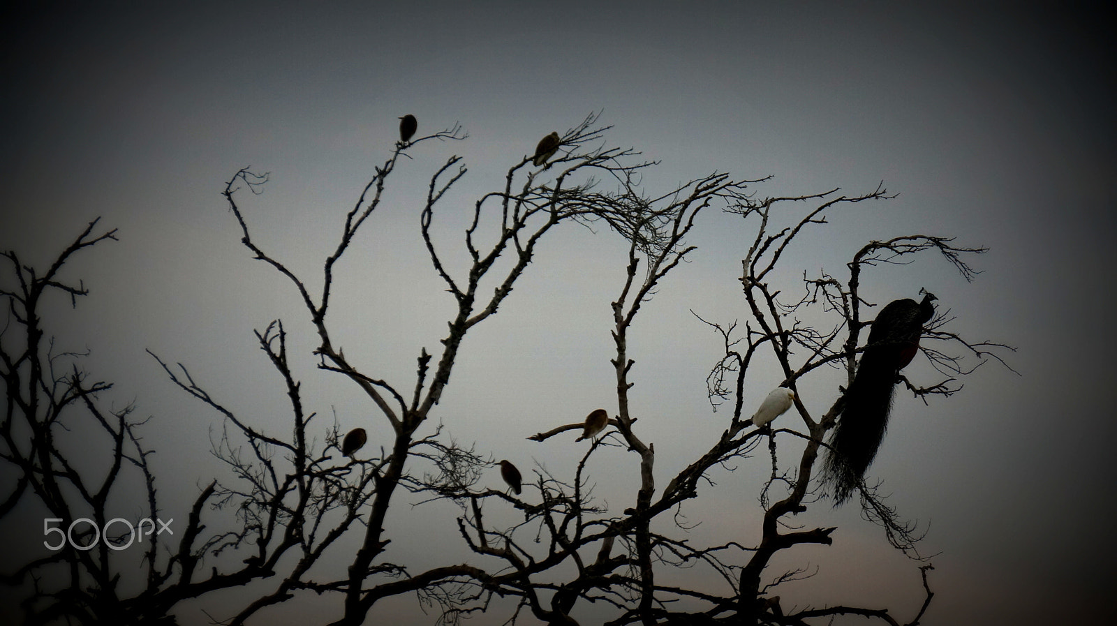 Sony Alpha NEX-5T sample photo. Favorites photography