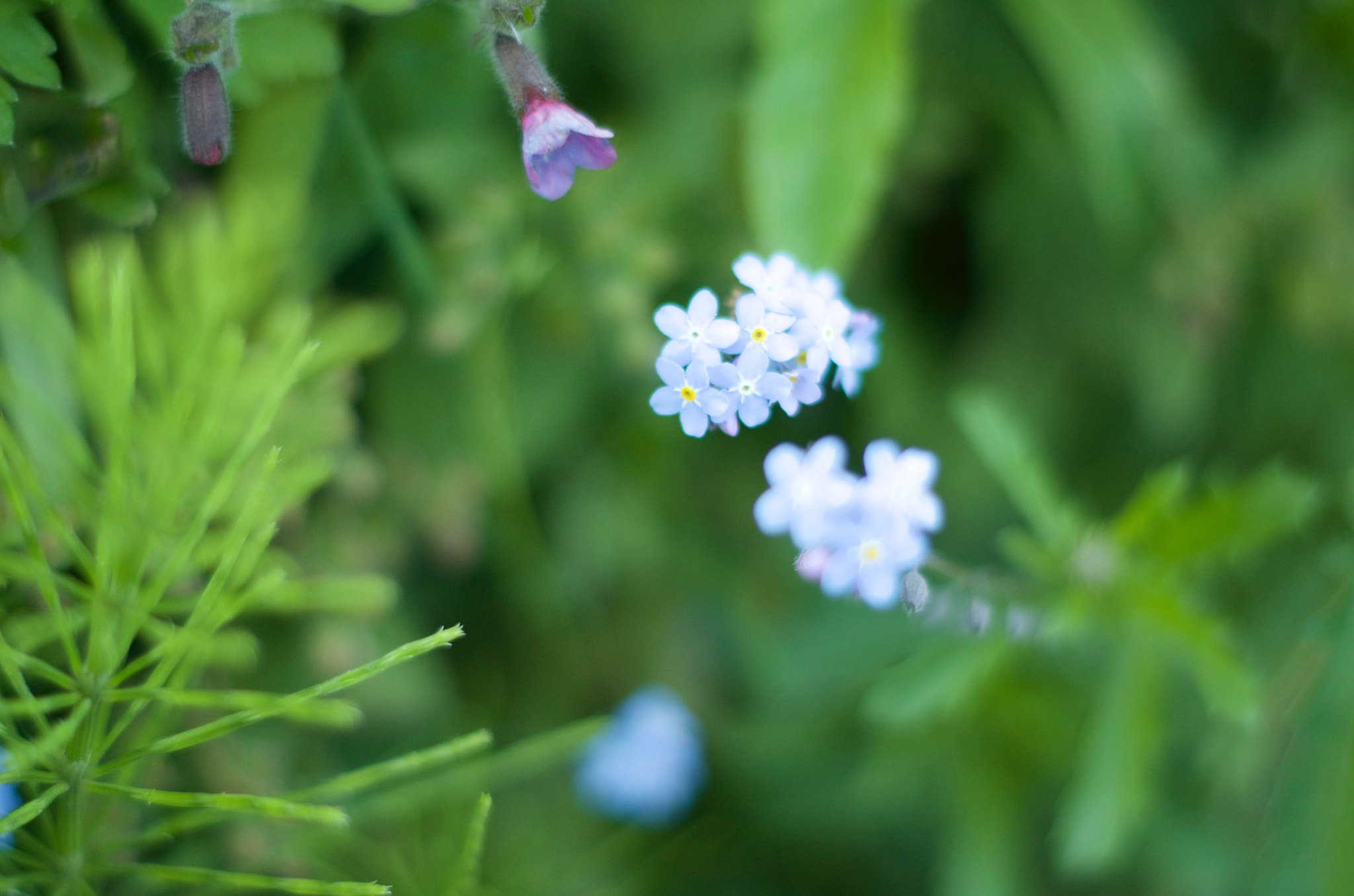 Pentax K-500 + Pentax smc DA 50mm F1.8 sample photo