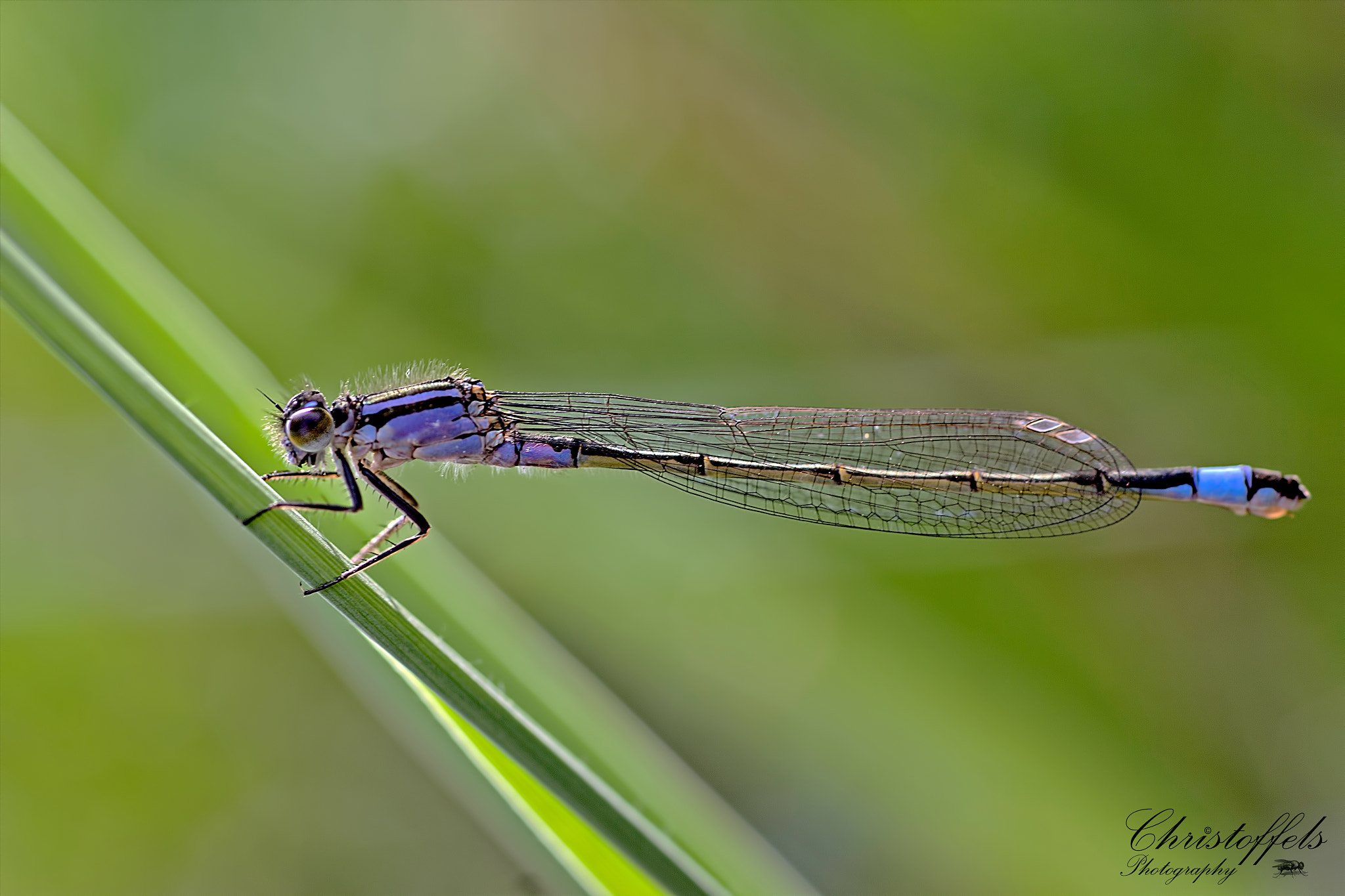 Canon EOS 60D + Sigma 70mm F2.8 EX DG Macro sample photo. Common blue damselfly (enallagma cyathigerum) photography