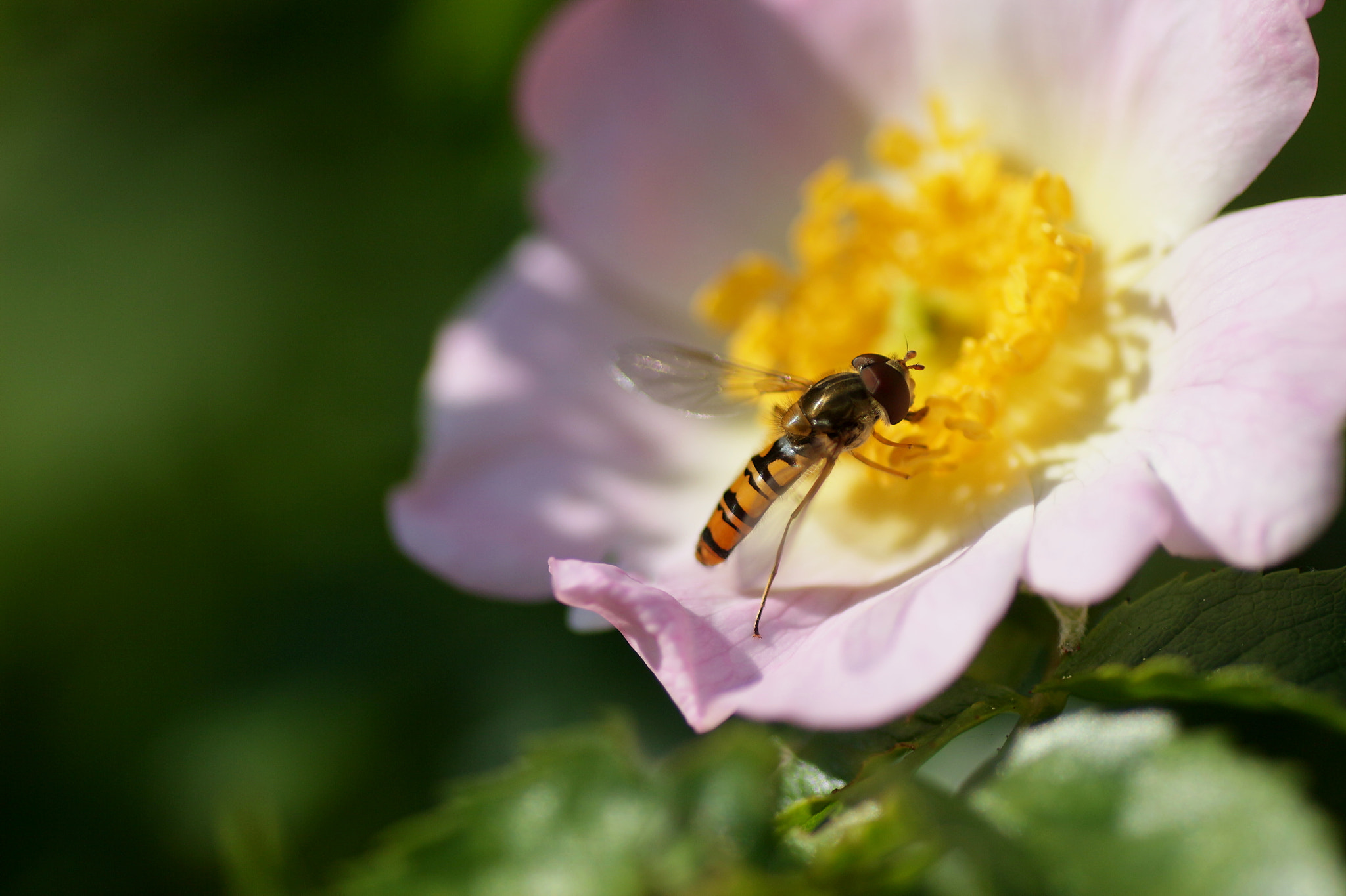 Canon EOS 650D (EOS Rebel T4i / EOS Kiss X6i) + Tamron SP AF 90mm F2.8 Di Macro sample photo. N.t. photography