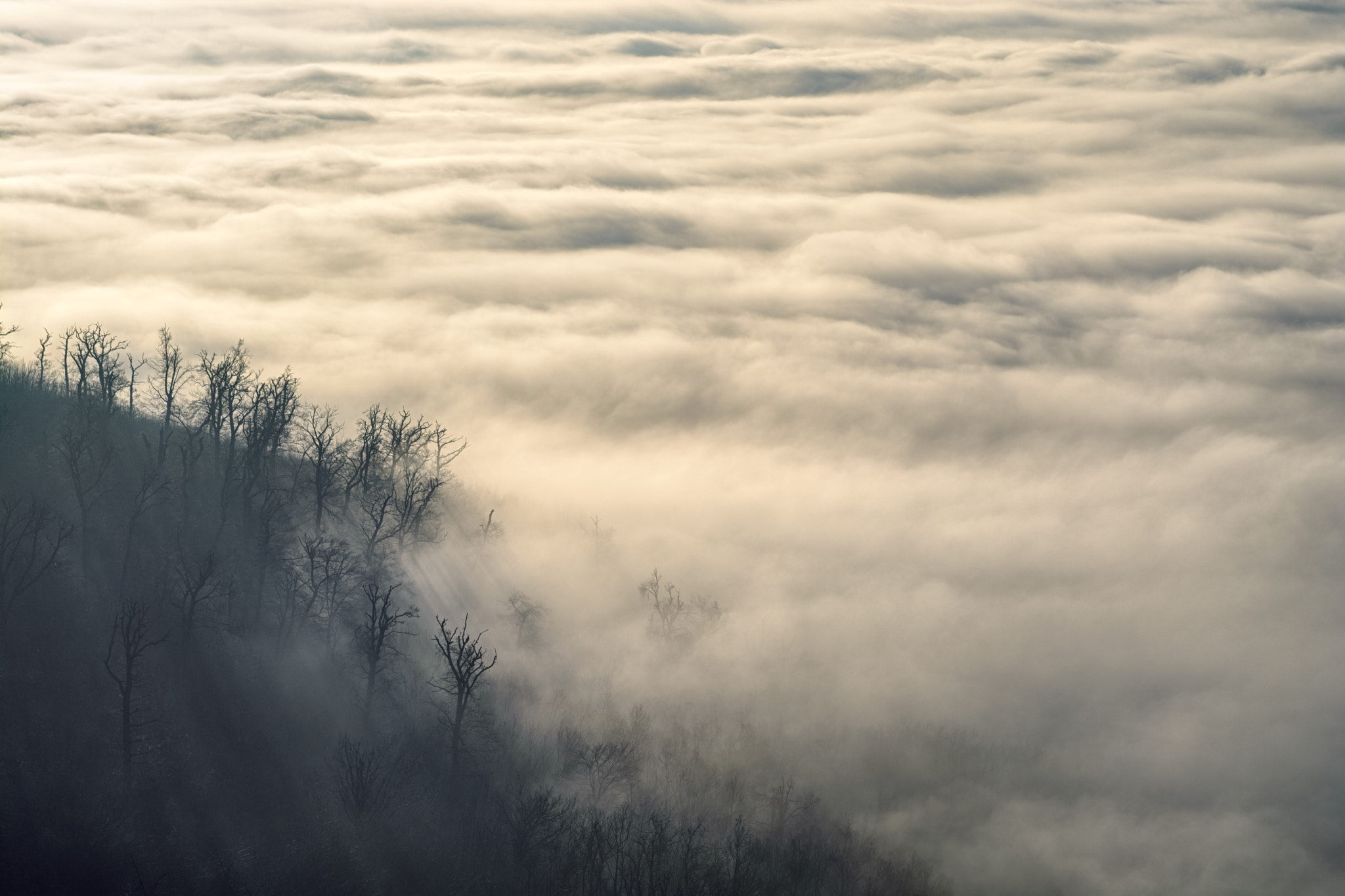 Nikon D7100 + AF Zoom-Nikkor 35-70mm f/2.8 sample photo. Sea of fog and trees on a hill photography