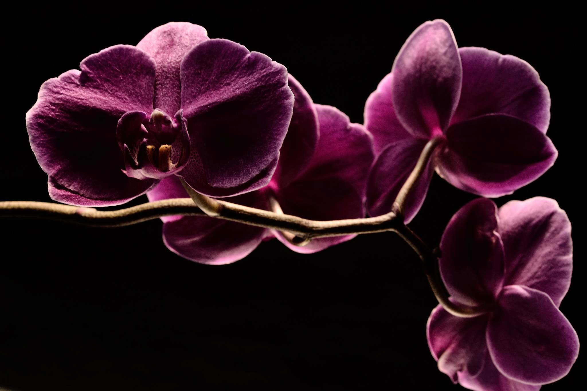 Nikon D3100 sample photo. Orchid photography