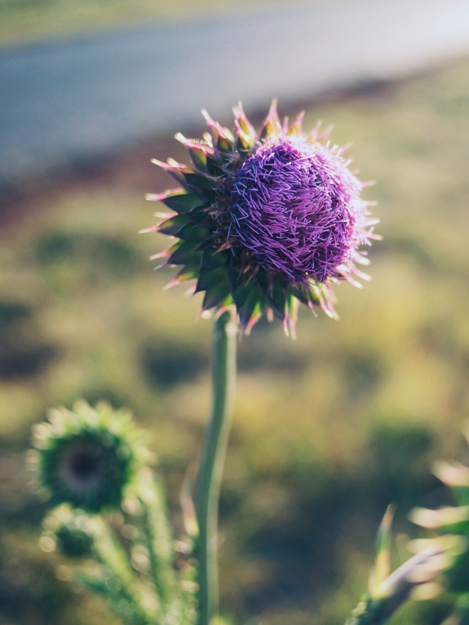 Olympus PEN E-PL5 + LUMIX G 20/F1.7 II sample photo. My time to shine photography