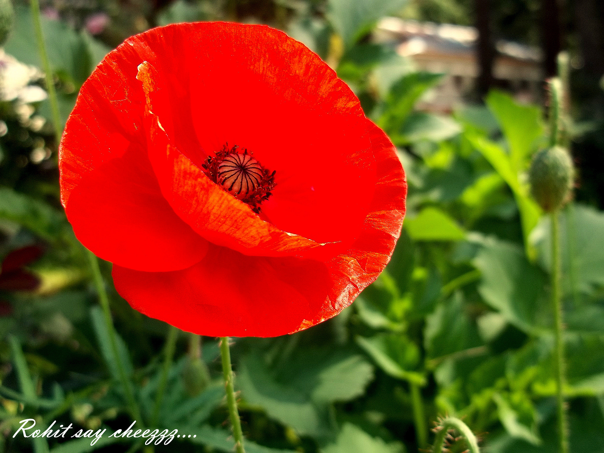 Kodak EASYSHARE M531 DIGITAL CAMERA sample photo. Boom bloosom photography