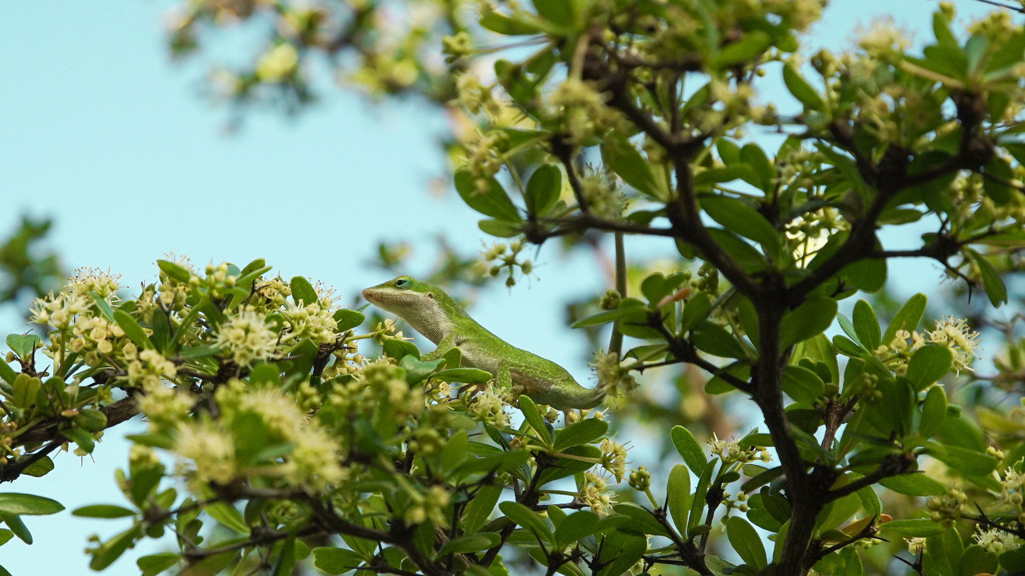 Sony a7S II + 24-105mm F4 G SSM OSS sample photo. Anole photography