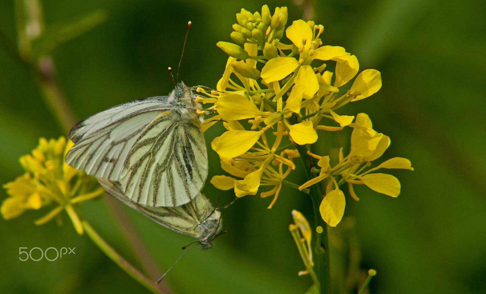 Canon EF 75-300mm f/4-5.6 USM sample photo. Attached butterflies photography