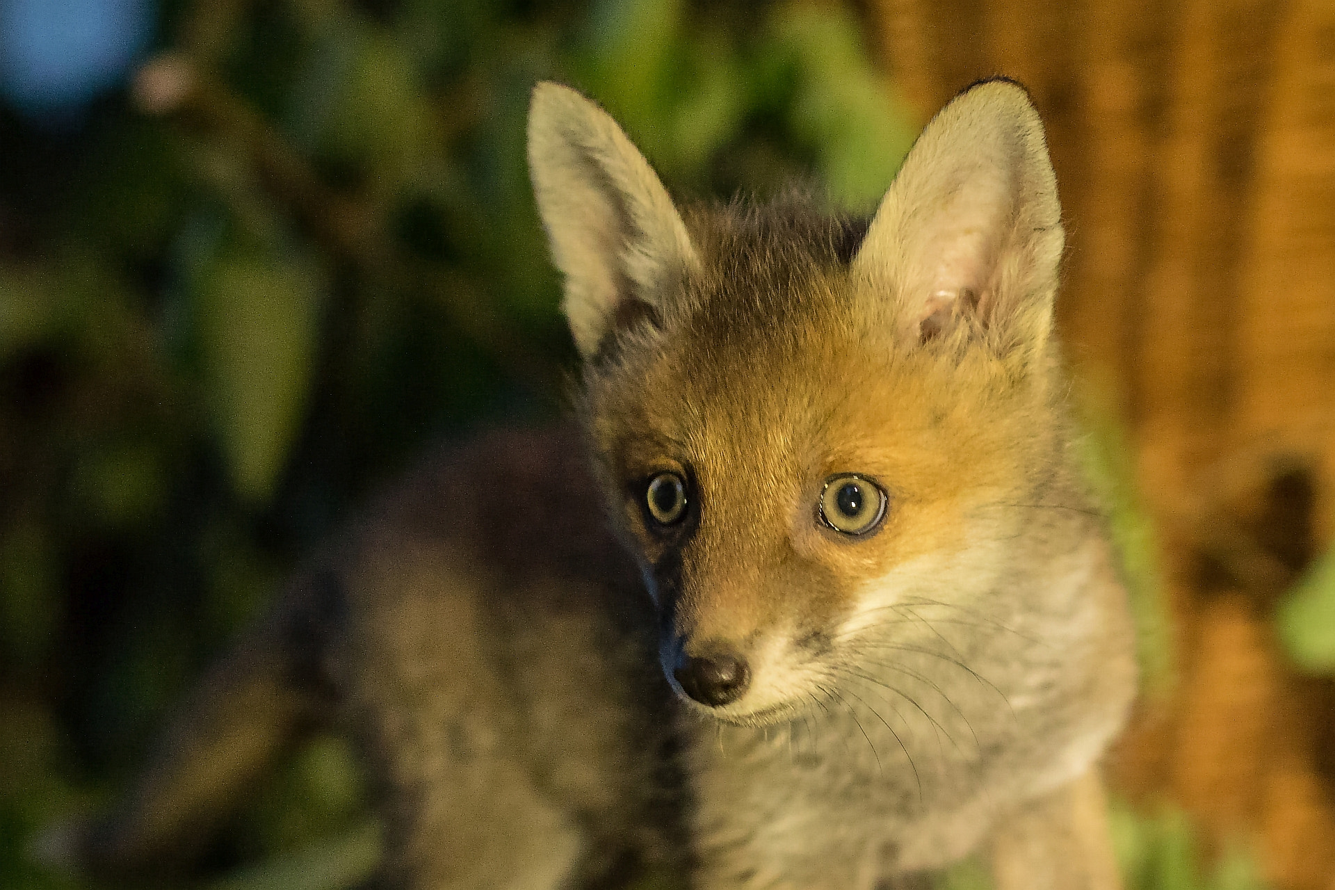 Canon EF 50mm F1.4 USM sample photo. Little fox named "kate" photography