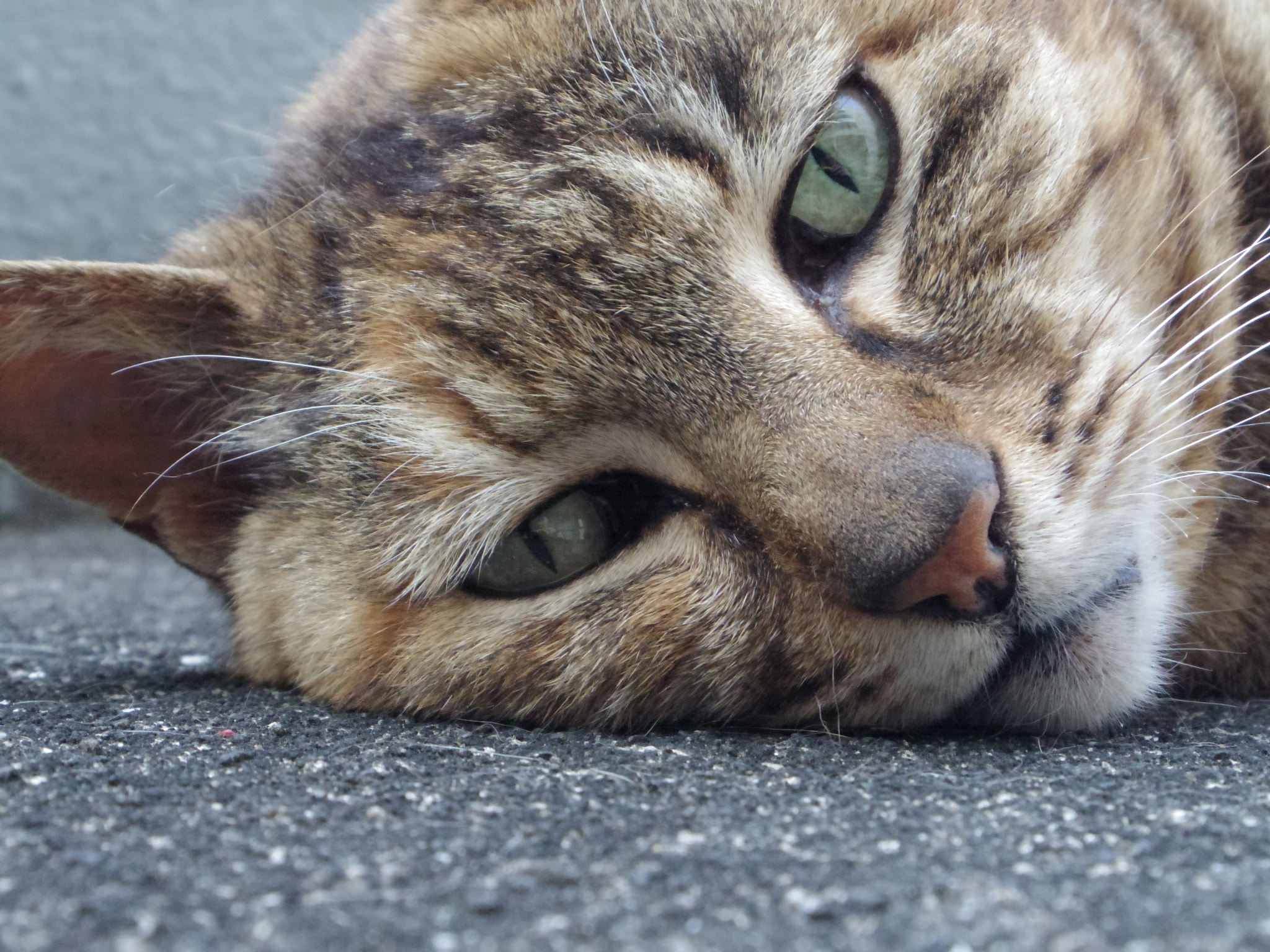 Pentax 02 Standard Zoom sample photo. Cat photography