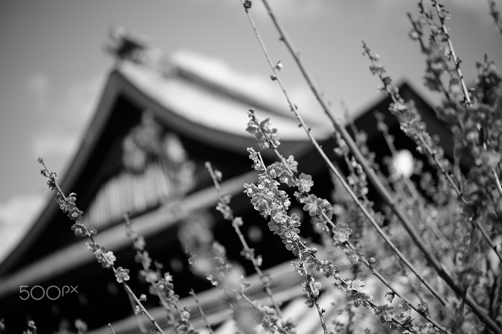 Nikon AF-S Micro-Nikkor 60mm F2.8G ED sample photo. Monochrome photography