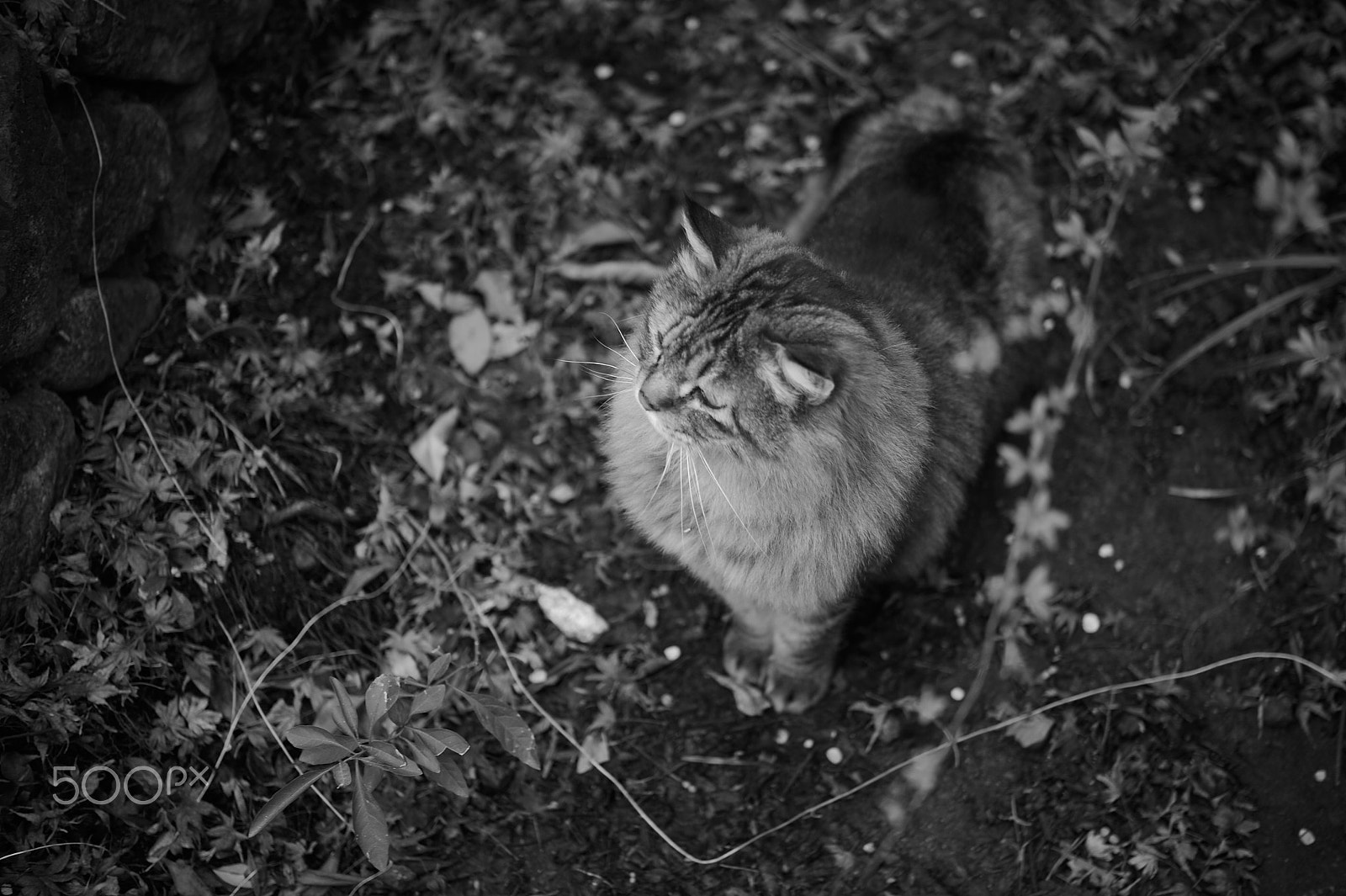 Nikon AF-S Micro-Nikkor 60mm F2.8G ED sample photo. Monochrome photography
