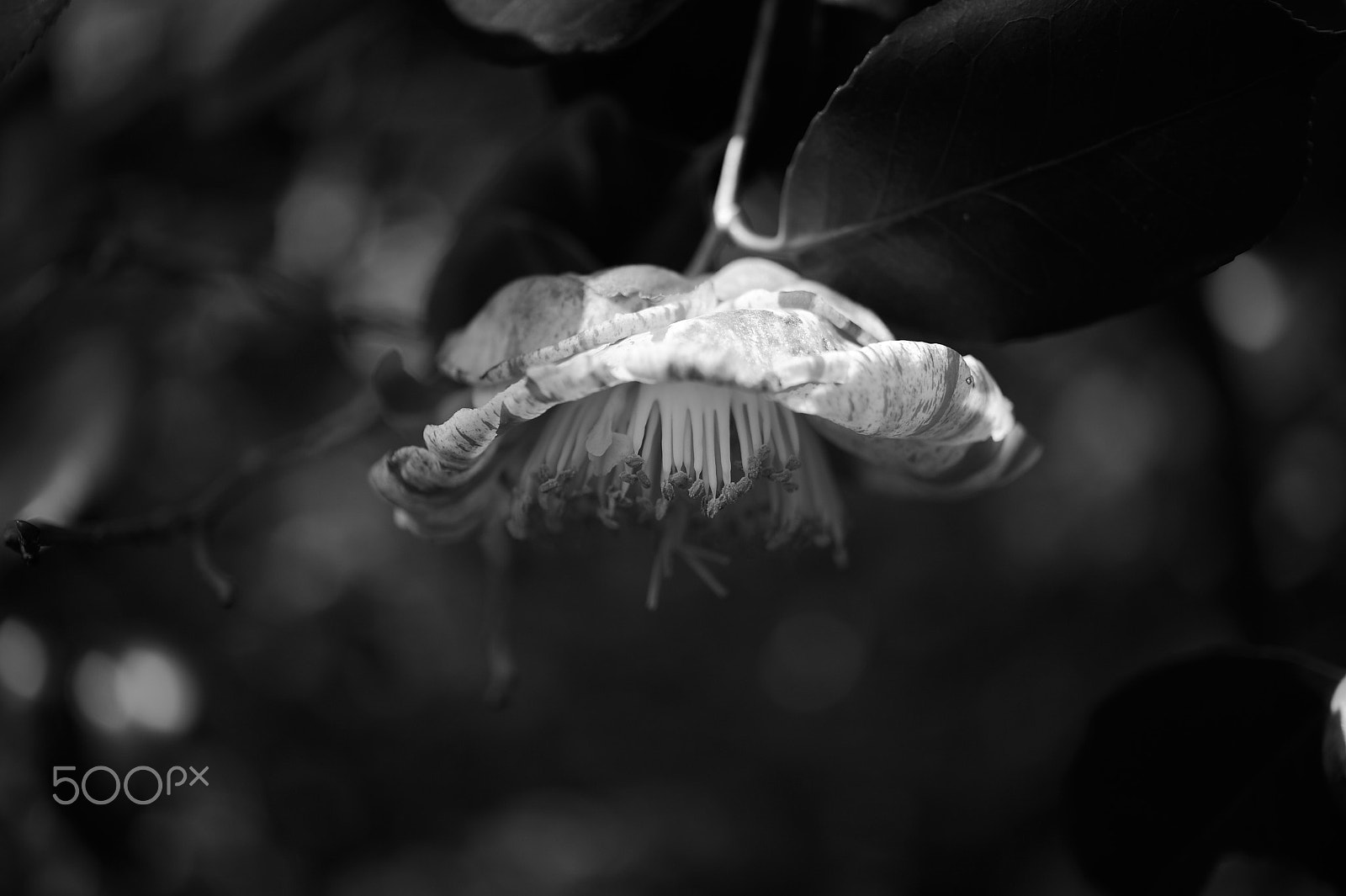 Nikon AF-S Micro-Nikkor 60mm F2.8G ED sample photo. Monochrome photography