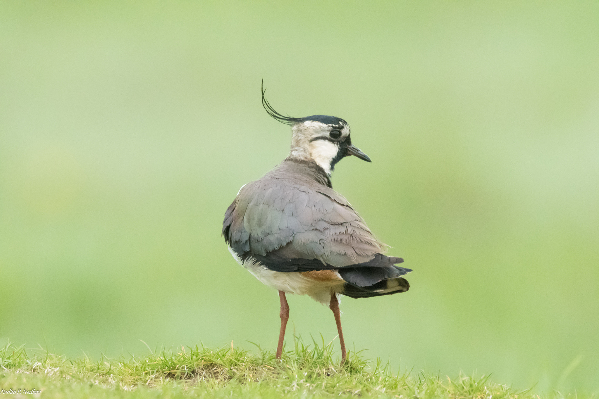 Nikon AF-S Nikkor 600mm F4E FL ED VR sample photo. The northern lapwing (vanellus vanellus) photography
